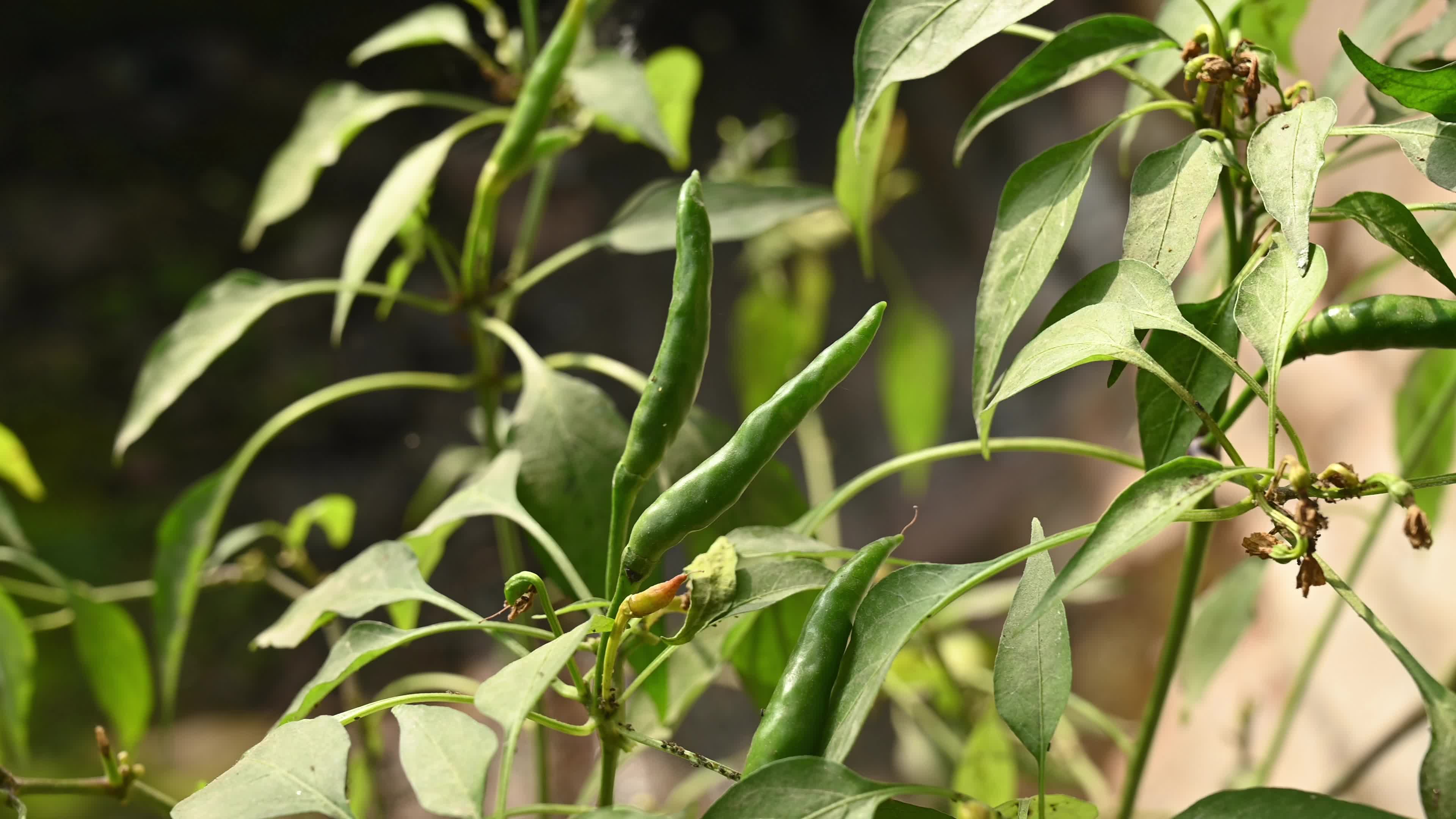Green Chilli Pepper - Agricultural pest