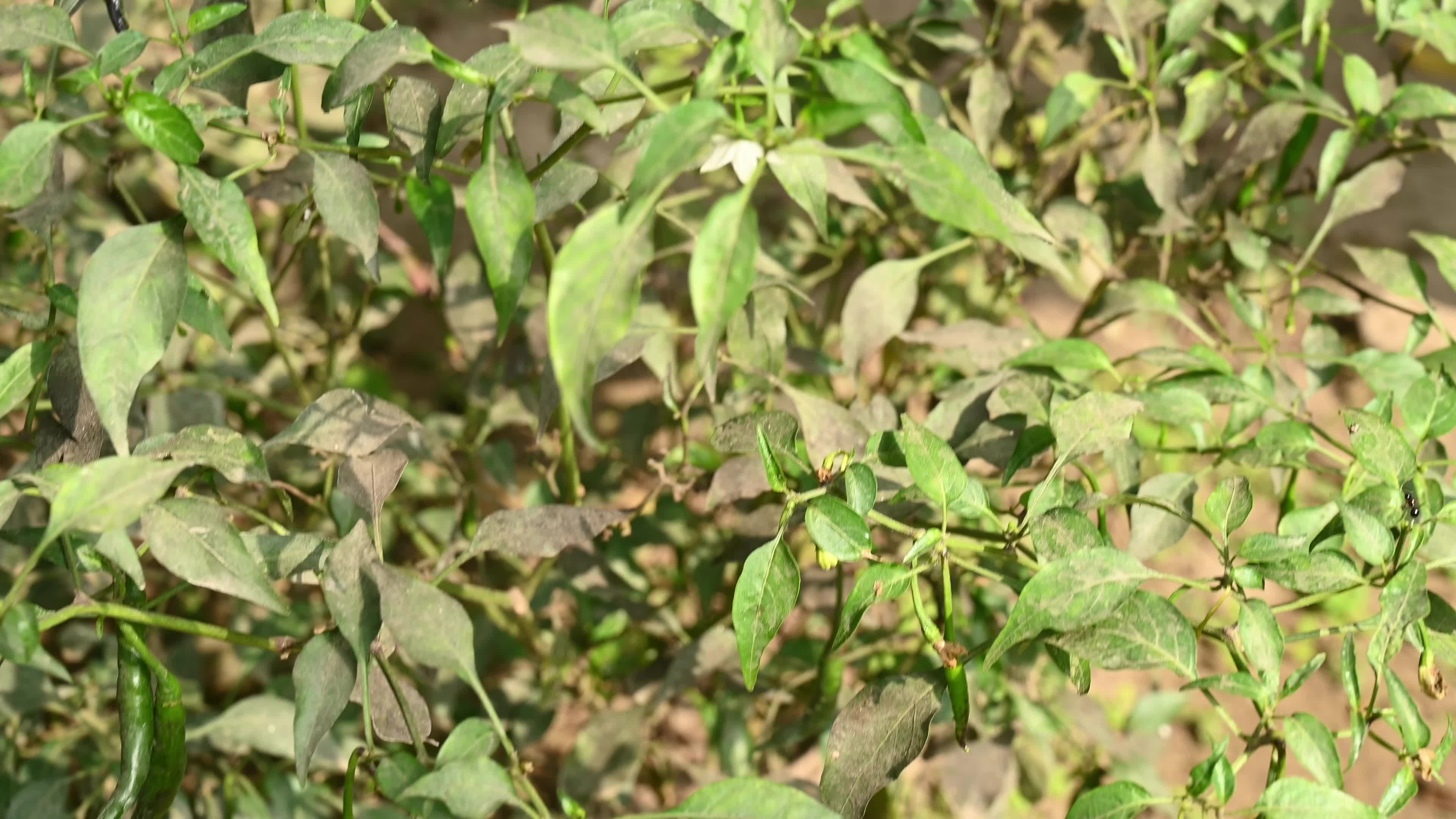 Green Chilli Pepper - Agricultural pest