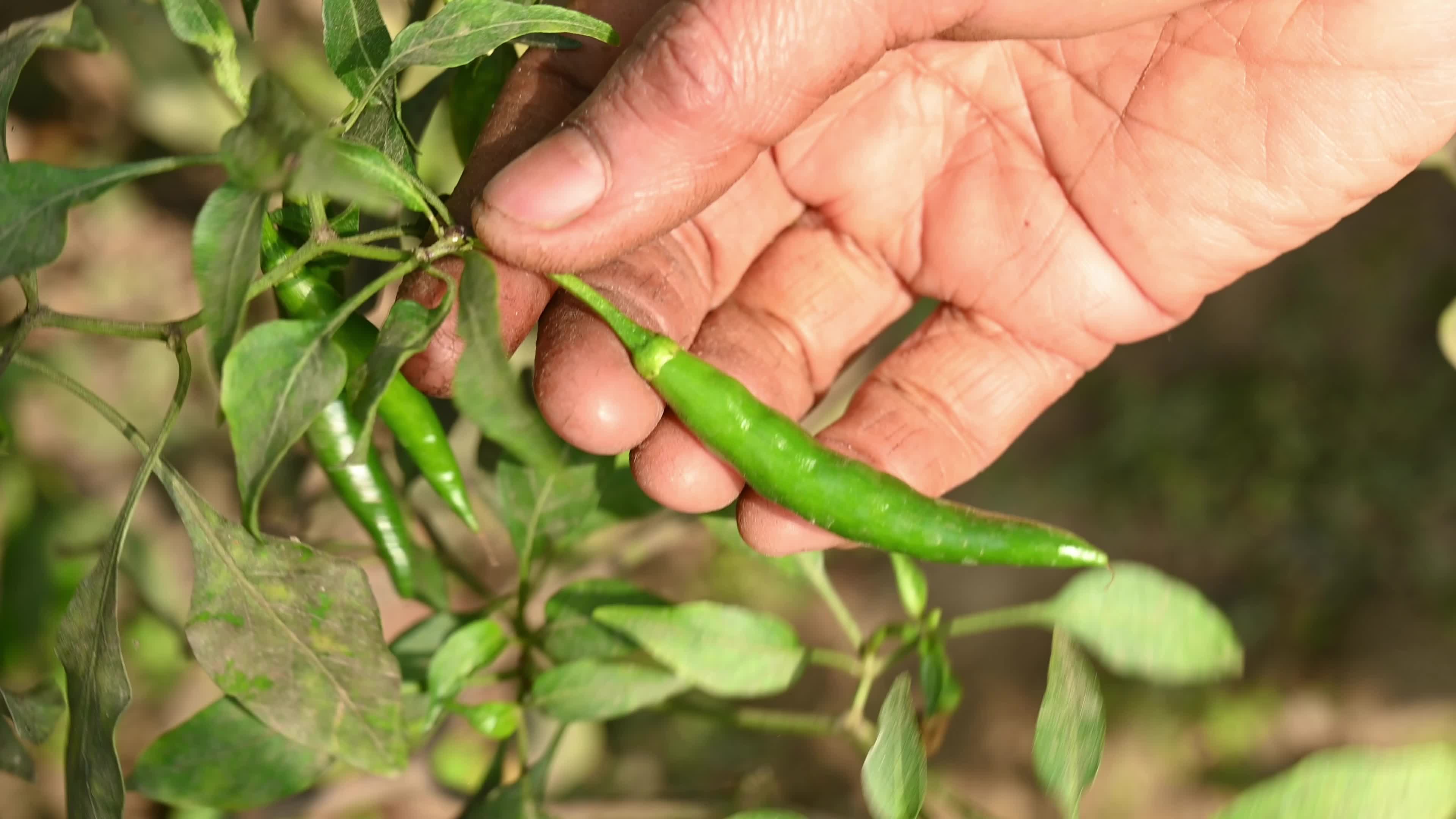 Green Chilli Pepper - Agricultural pest