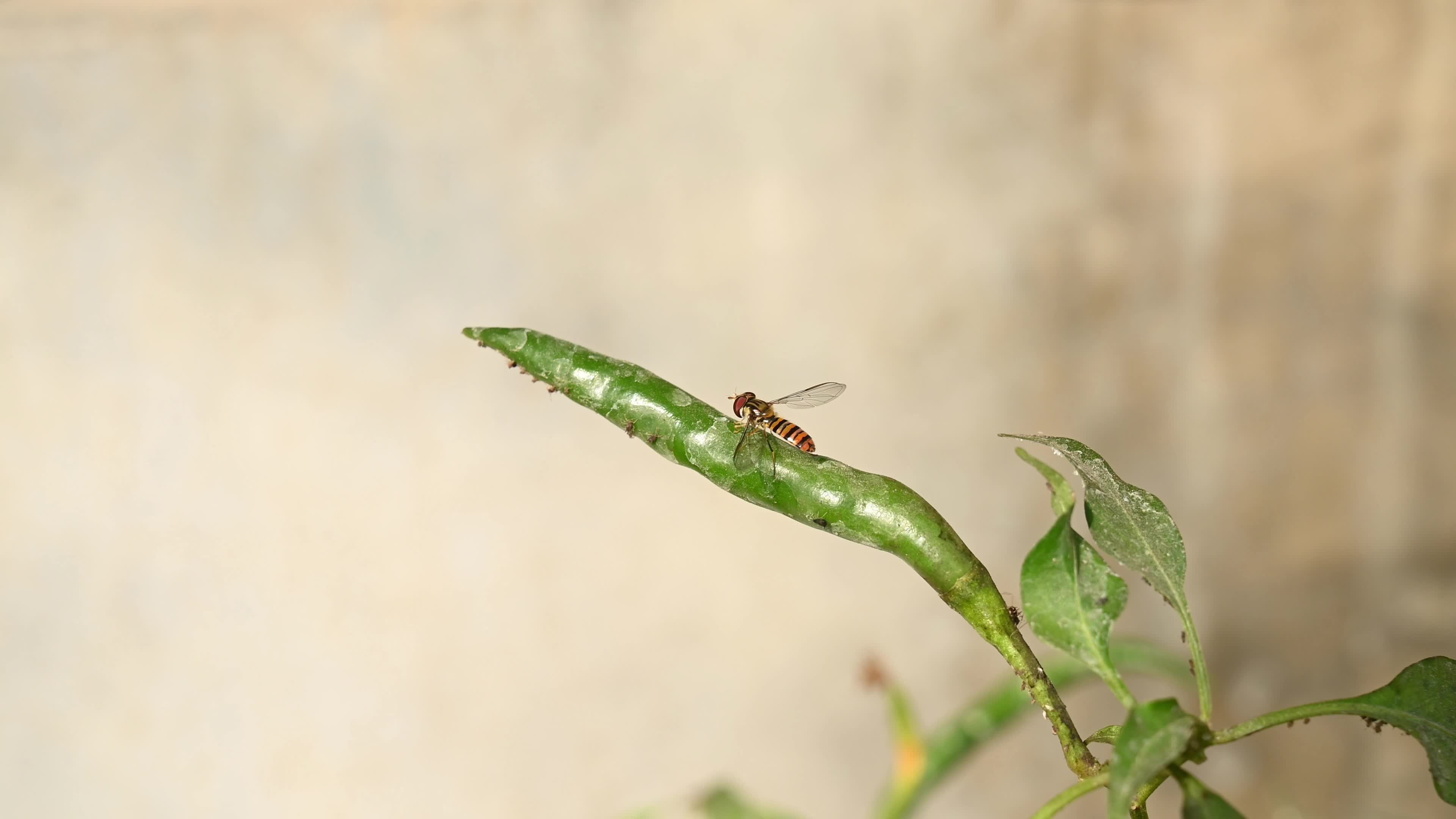 Green Chilli Pepper - Agricultural pest