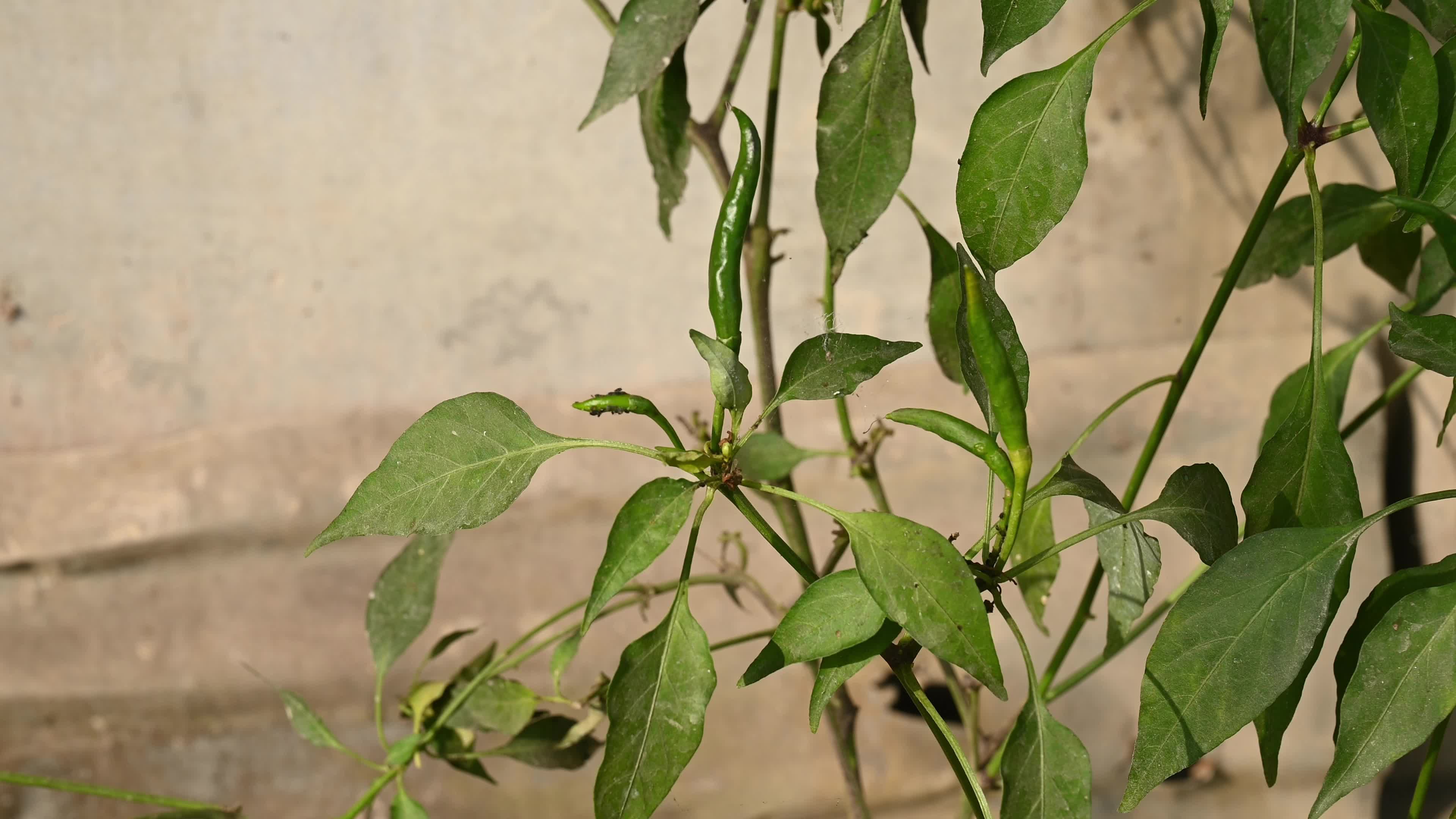 Green Chilli Pepper - Agricultural pest