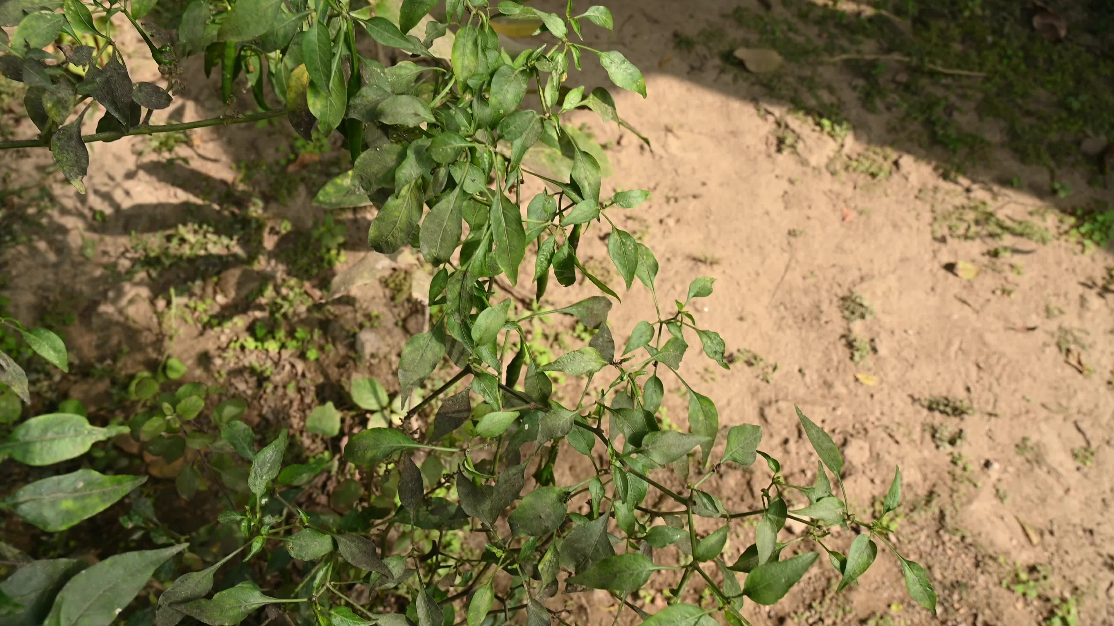 Green Chilli Pepper - Agricultural pest