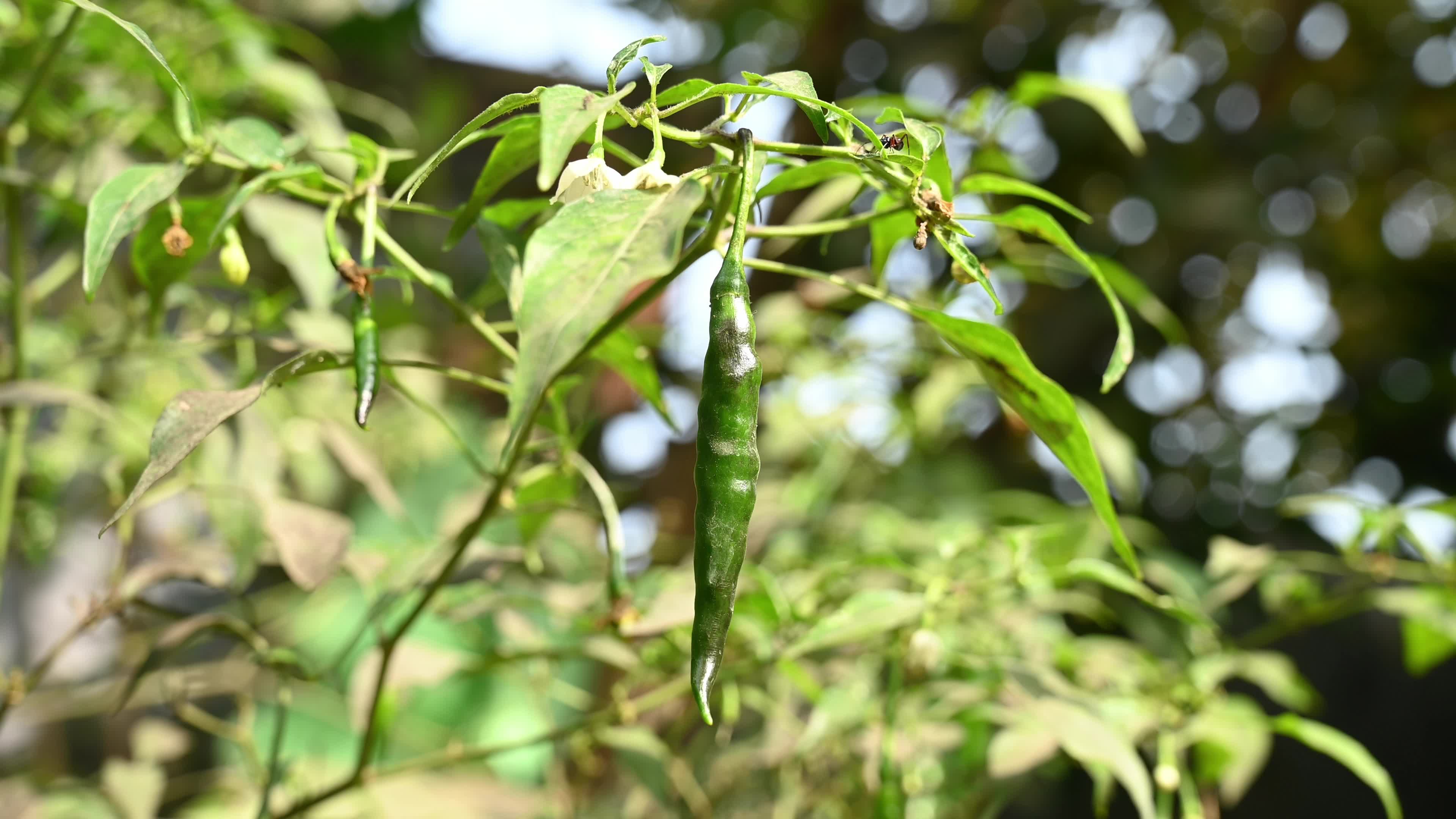 Green Chilli Pepper - Agricultural pest
