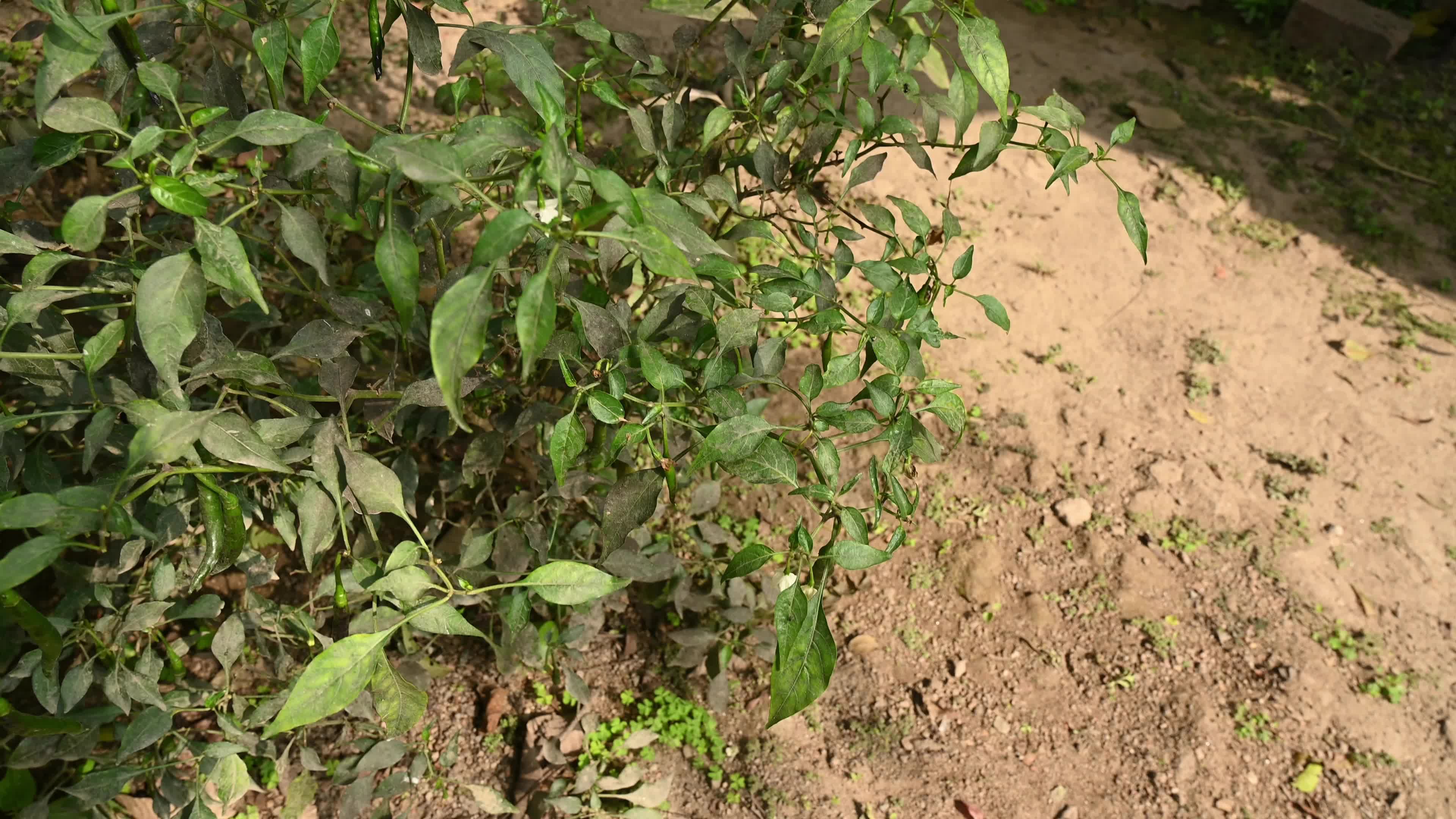 Green Chilli Pepper - Agricultural pest