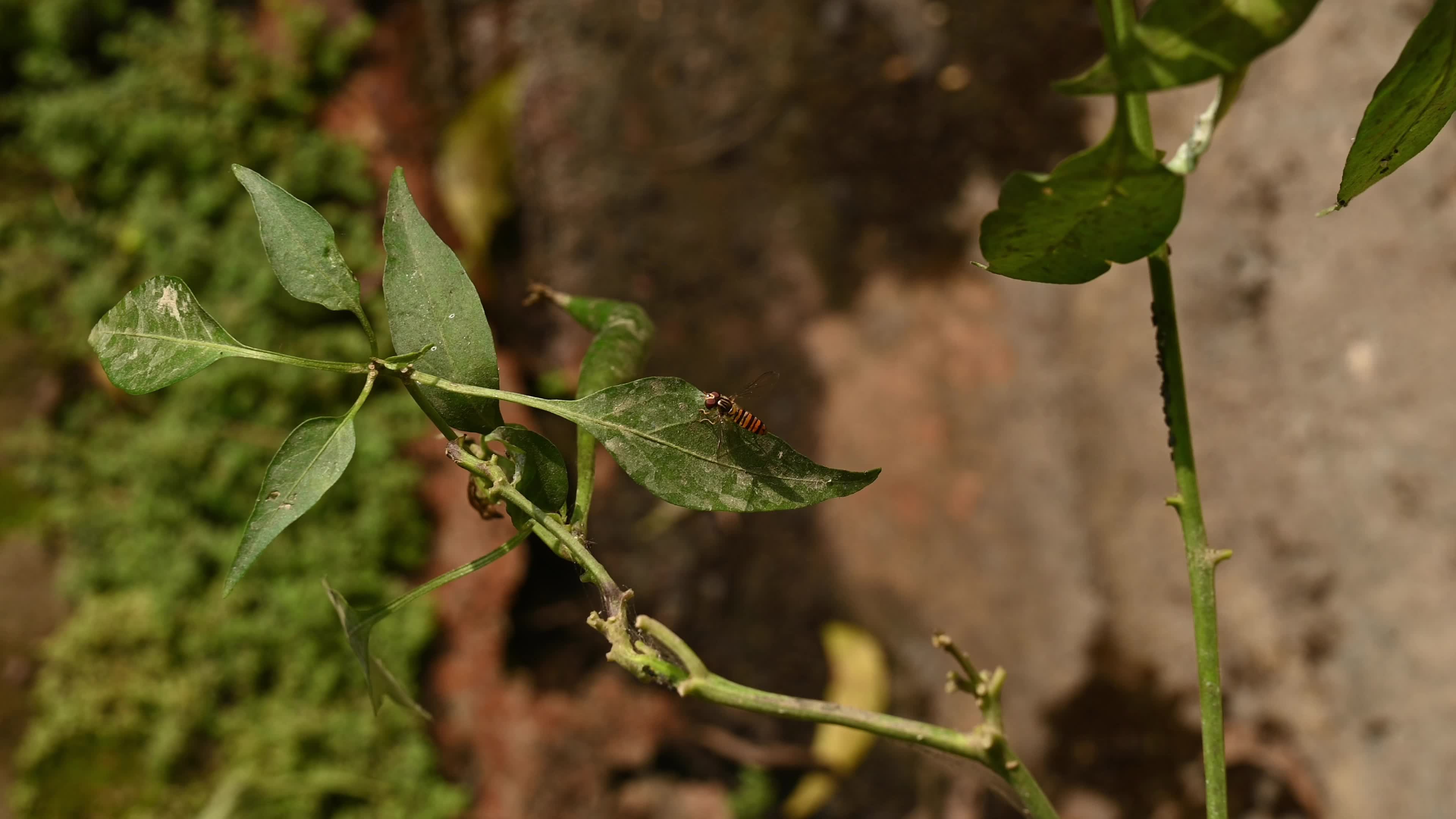 Green Chilli Pepper - Agricultural pest