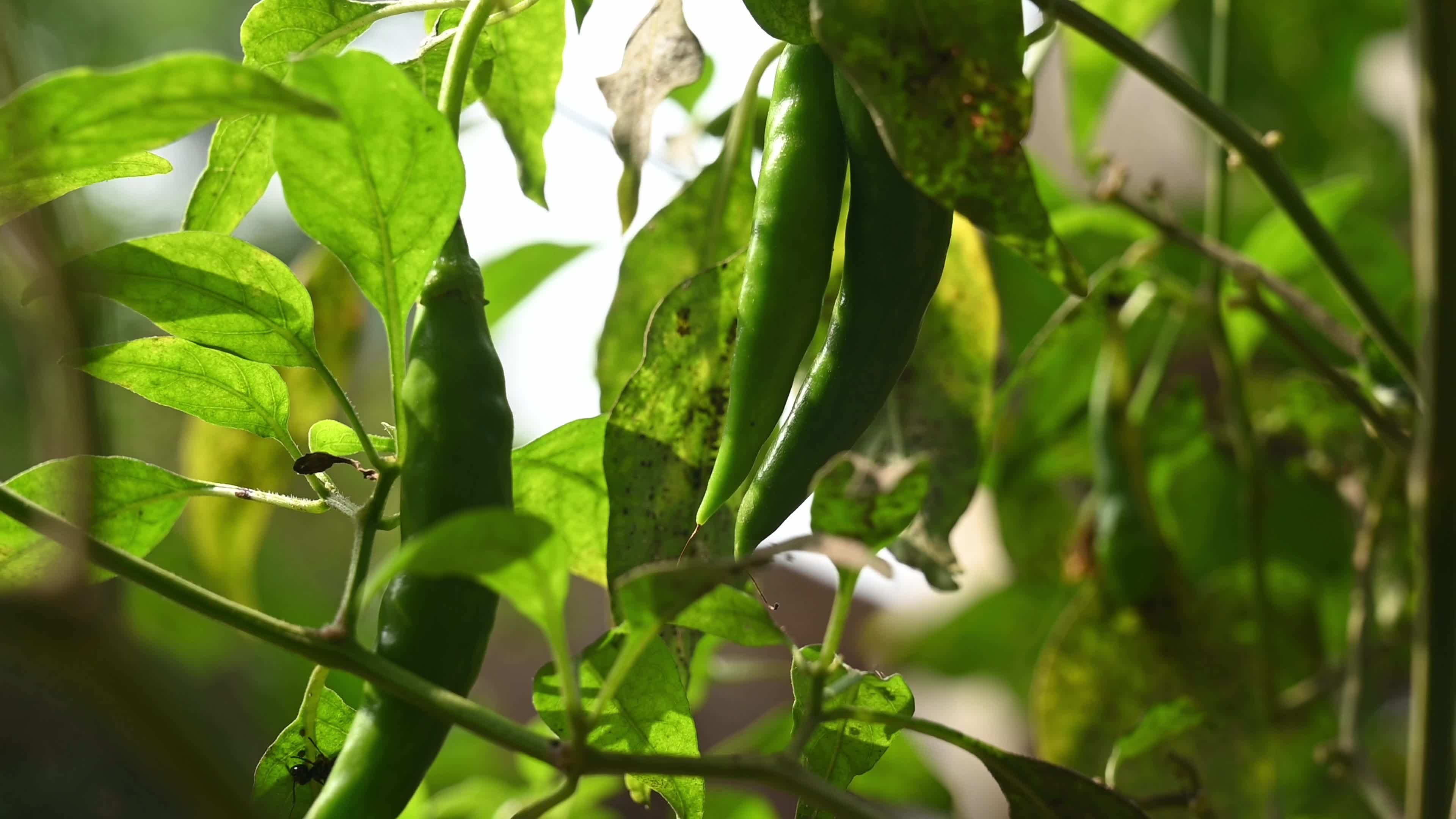Green Chilli Pepper - Agricultural pest
