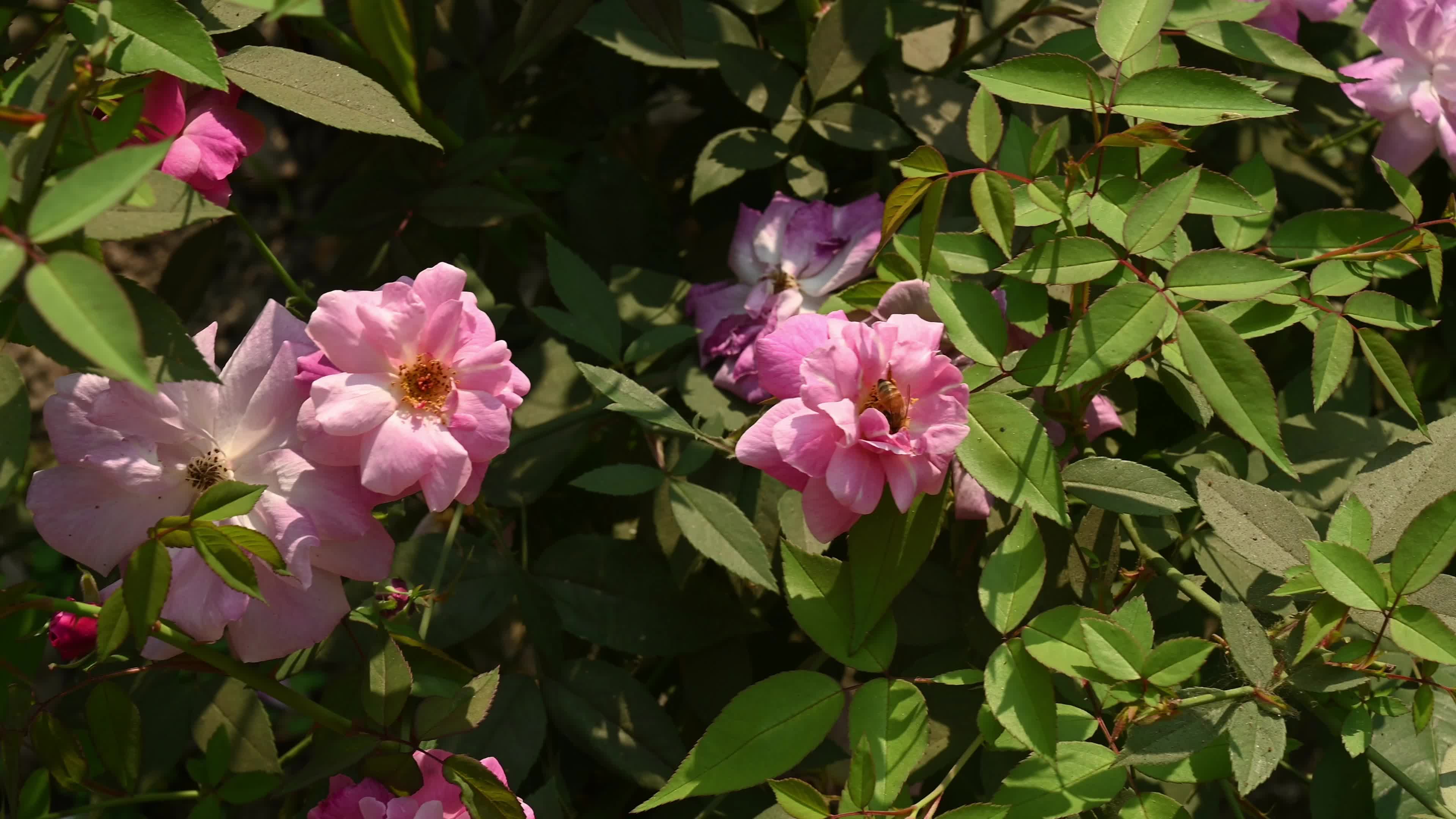 Western honey bee (Apis mellifera) - Vital Pollinator - World Bee Day - Animal India