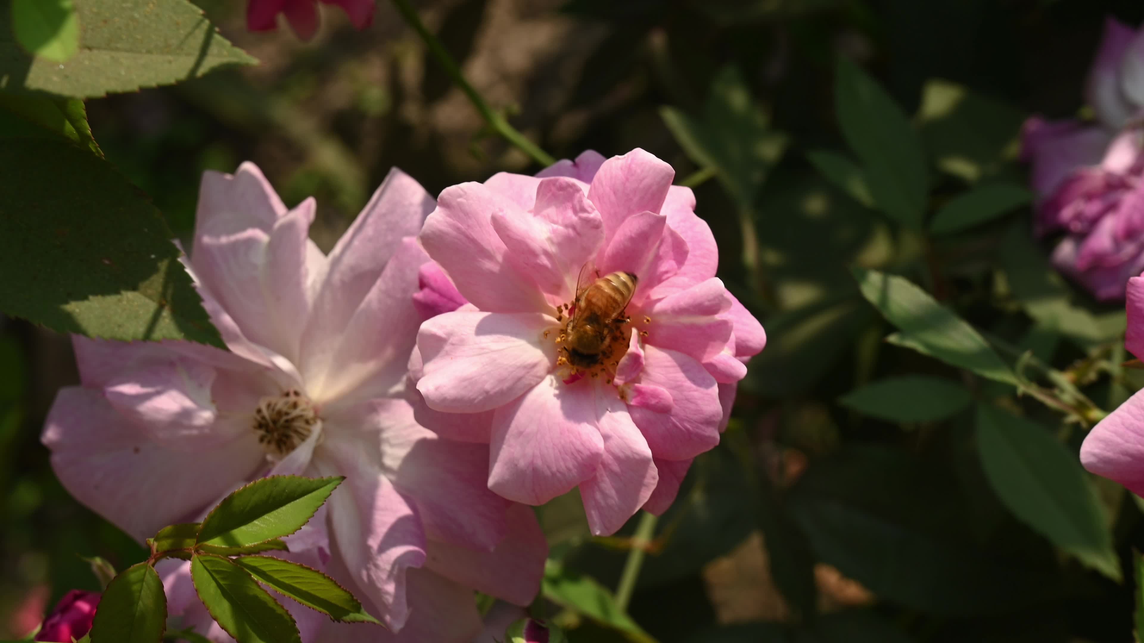 Western honey bee (Apis mellifera) - Vital Pollinator - World Bee Day - Animal India