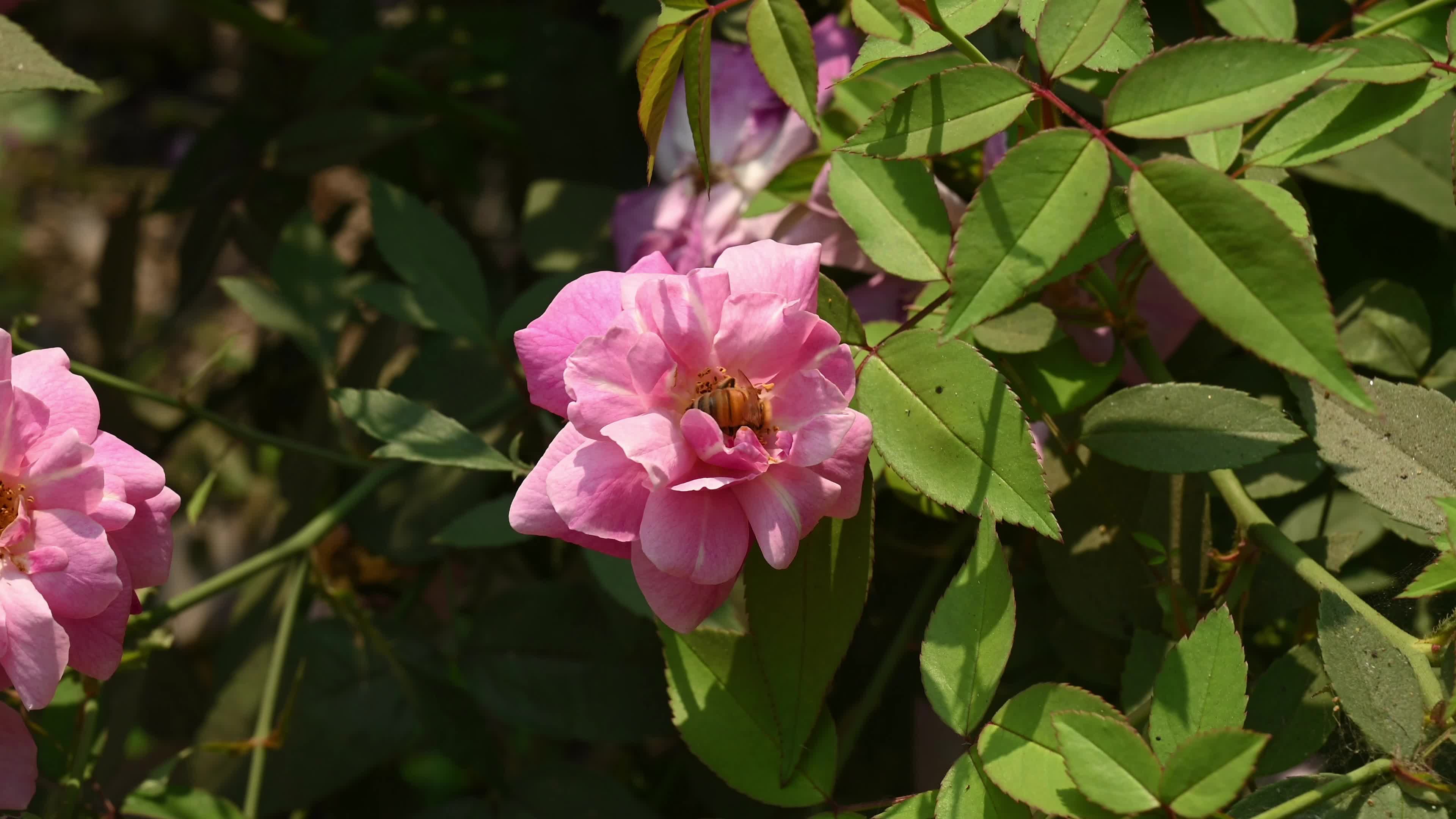 Western honey bee (Apis mellifera) - Vital Pollinator - World Bee Day - Animal India