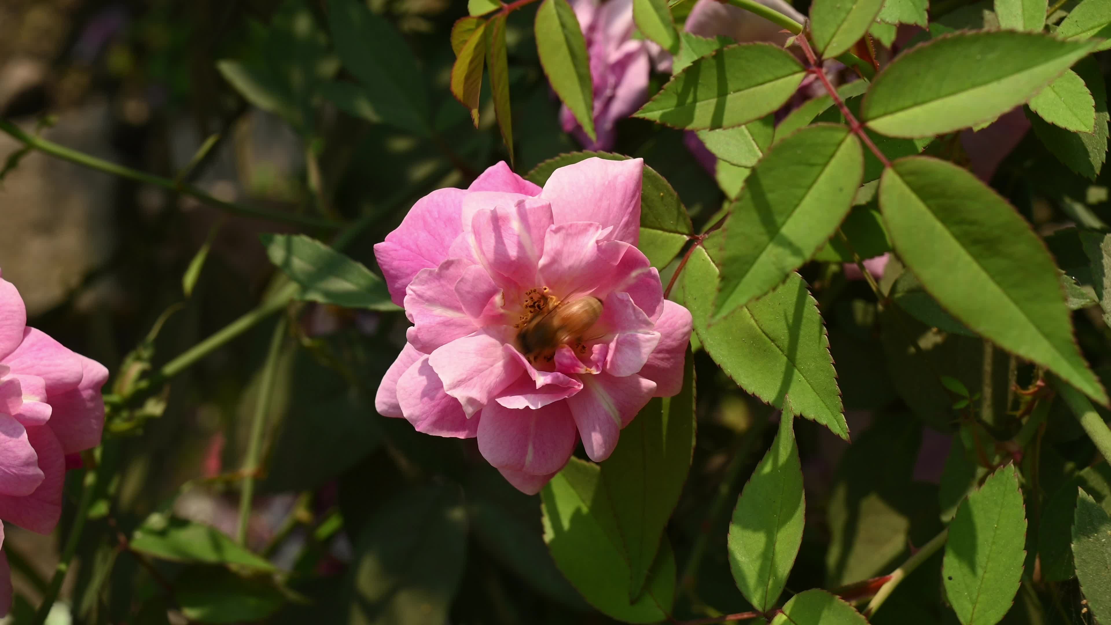 Western honey bee (Apis mellifera) - Vital Pollinator - World Bee Day - Animal India