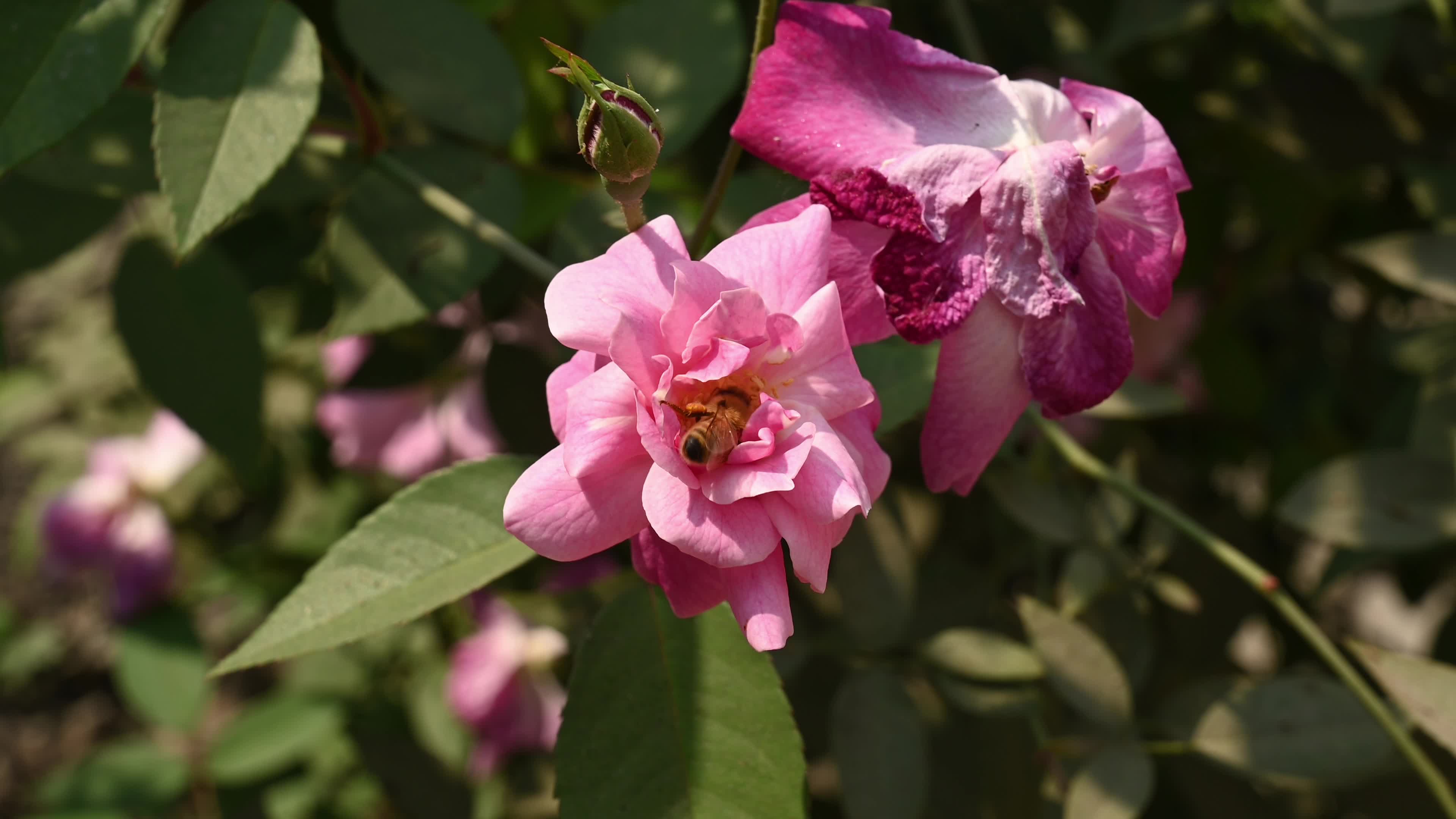Western honey bee (Apis mellifera) - Vital Pollinator - World Bee Day - Animal India