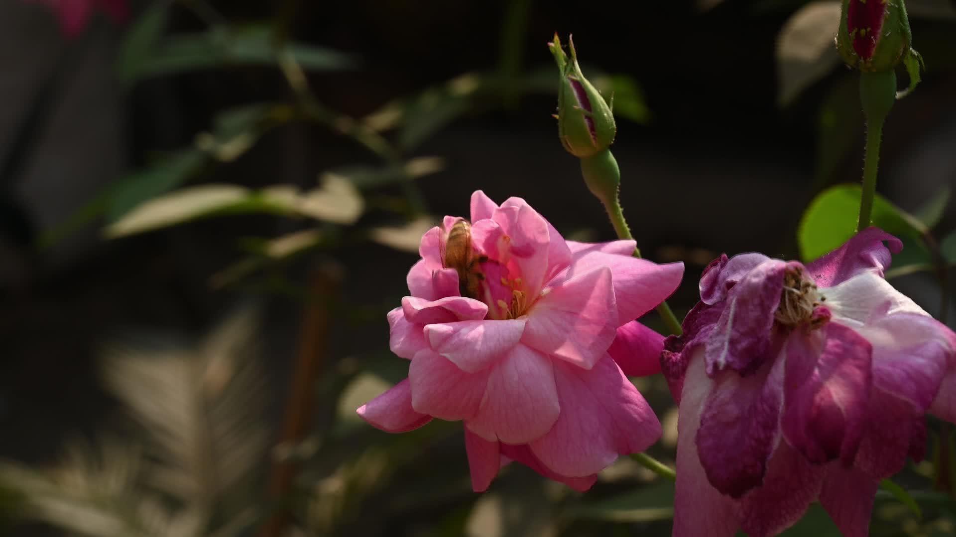 Western honey bee (Apis mellifera) - Vital Pollinator - World Bee Day - Animal India - 02/18/2026
