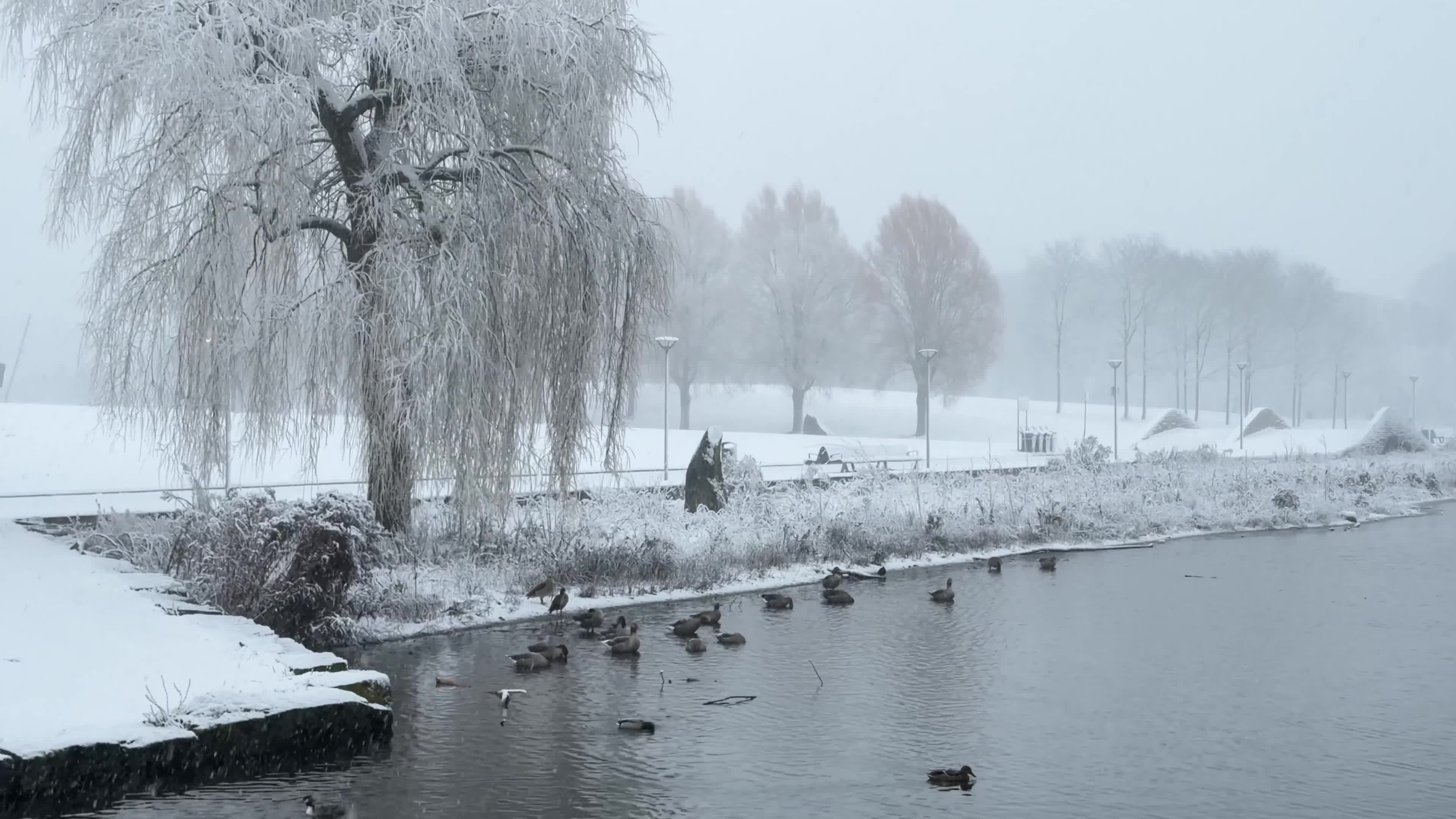 Winter Snowfall Affects the Netherlands
