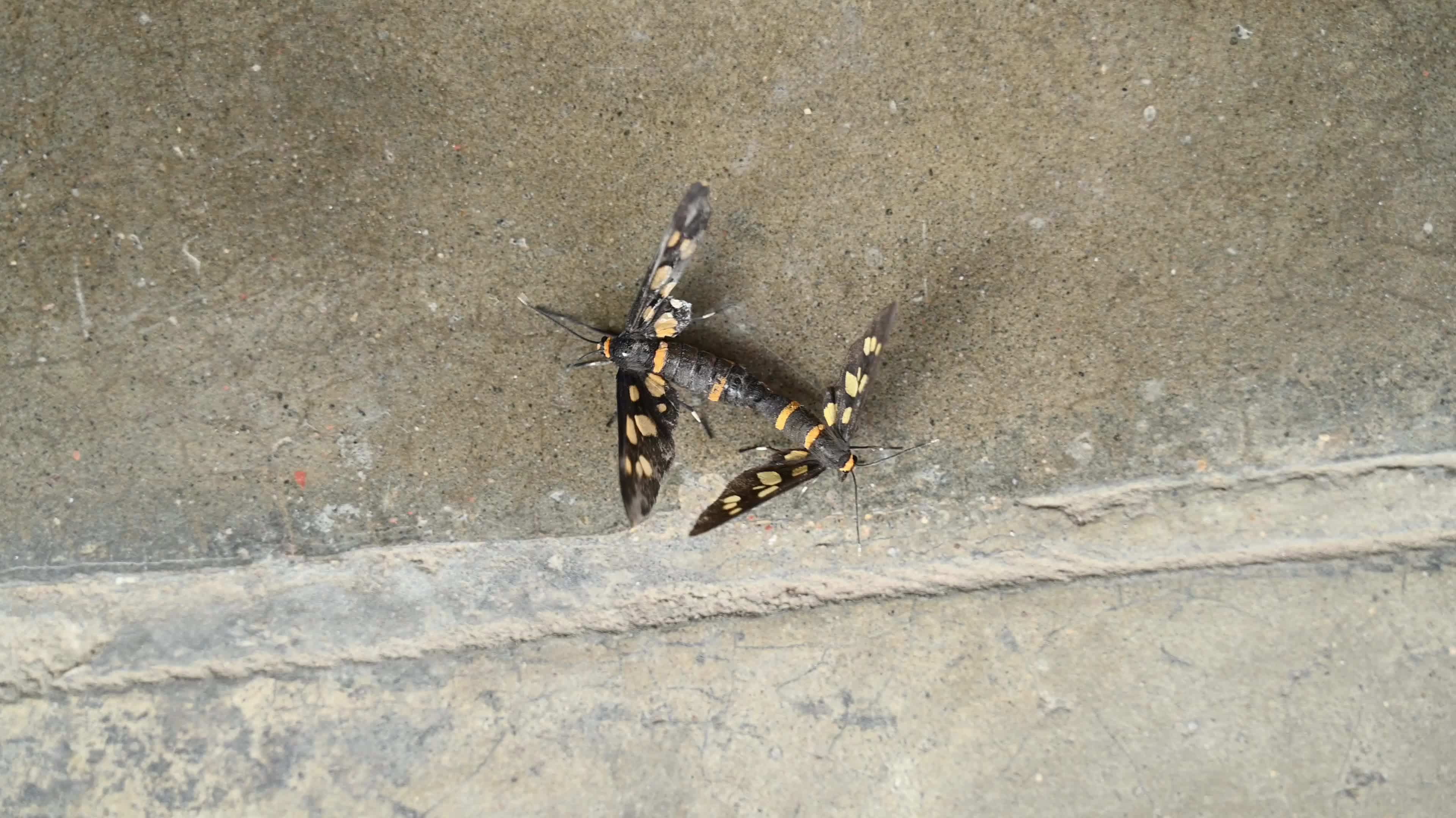 Seven-spotted handmaiden moth (Amata cyssea) mating - Animal India