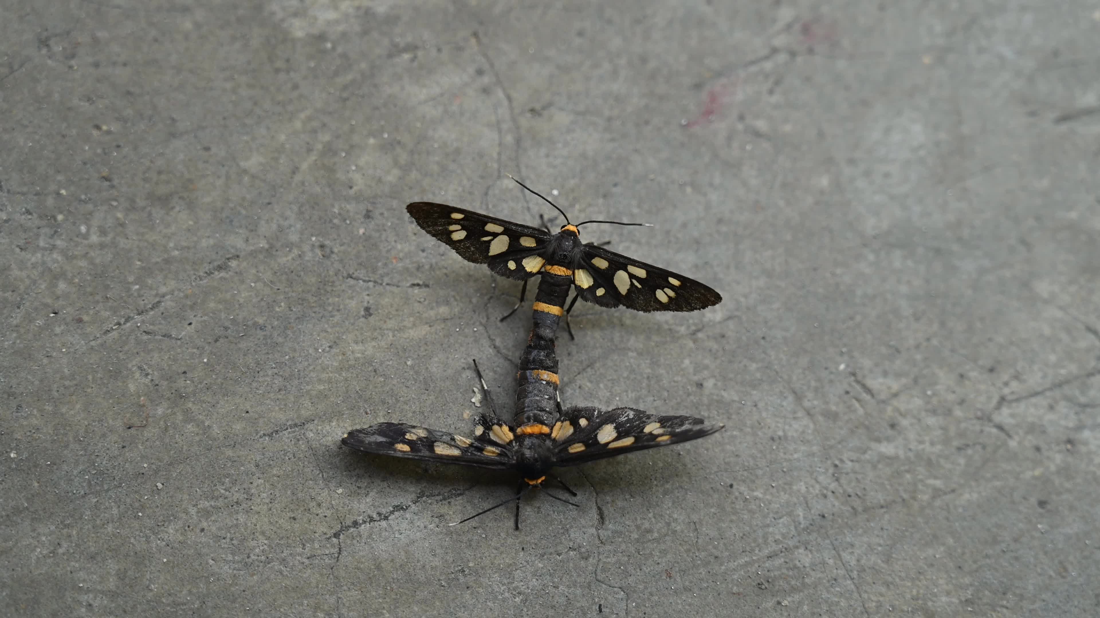 Seven-spotted handmaiden moth (Amata cyssea) mating - Animal India
