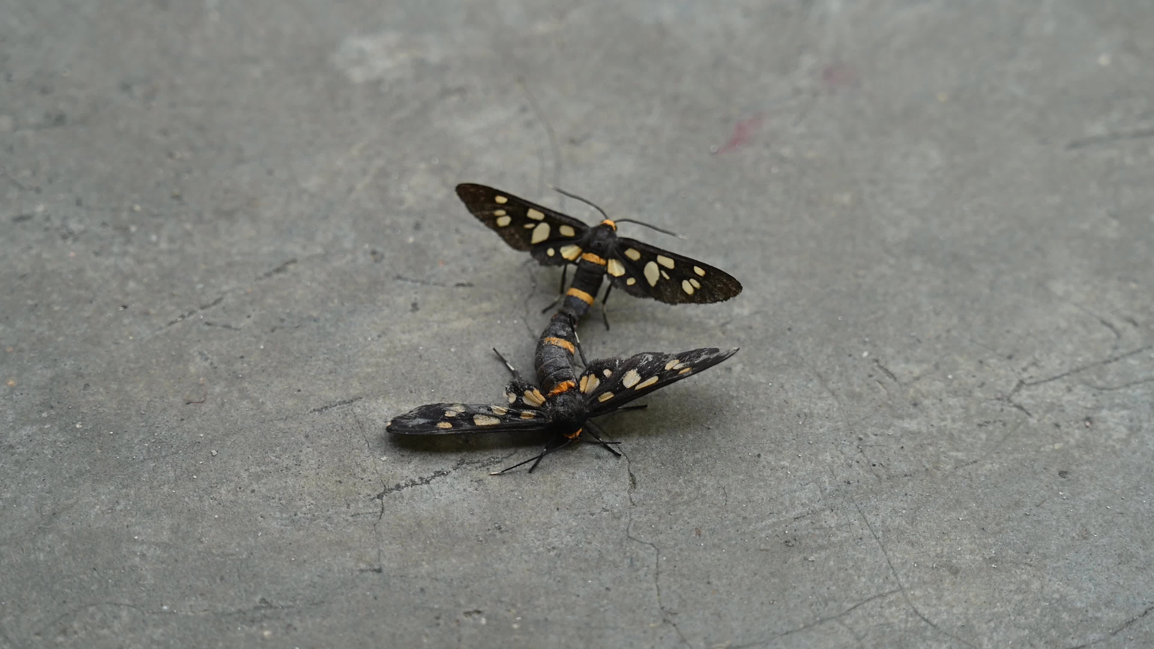 Seven-spotted handmaiden moth (Amata cyssea) mating - Animal India