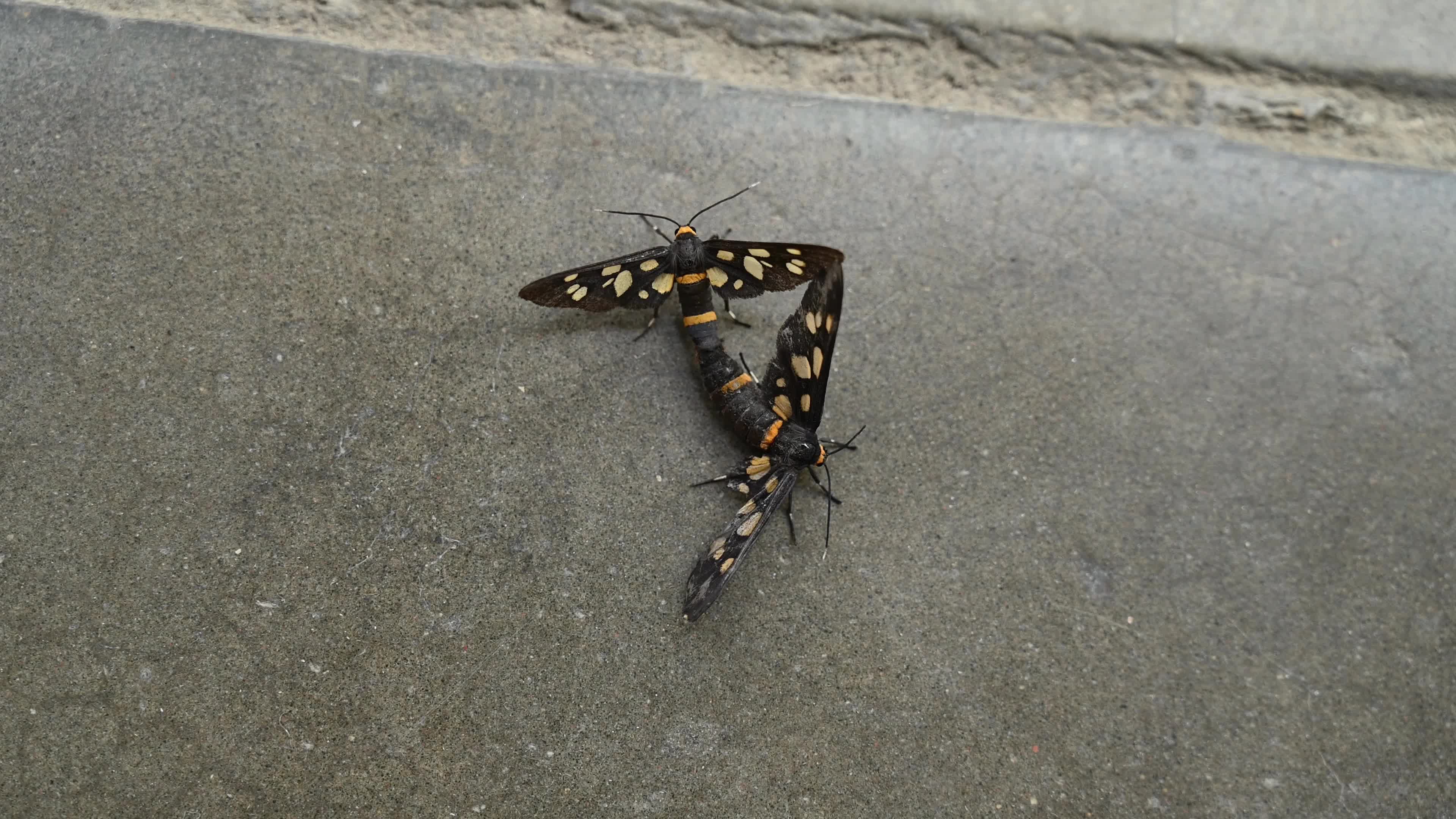 Seven-spotted handmaiden moth (Amata cyssea) mating - Animal India