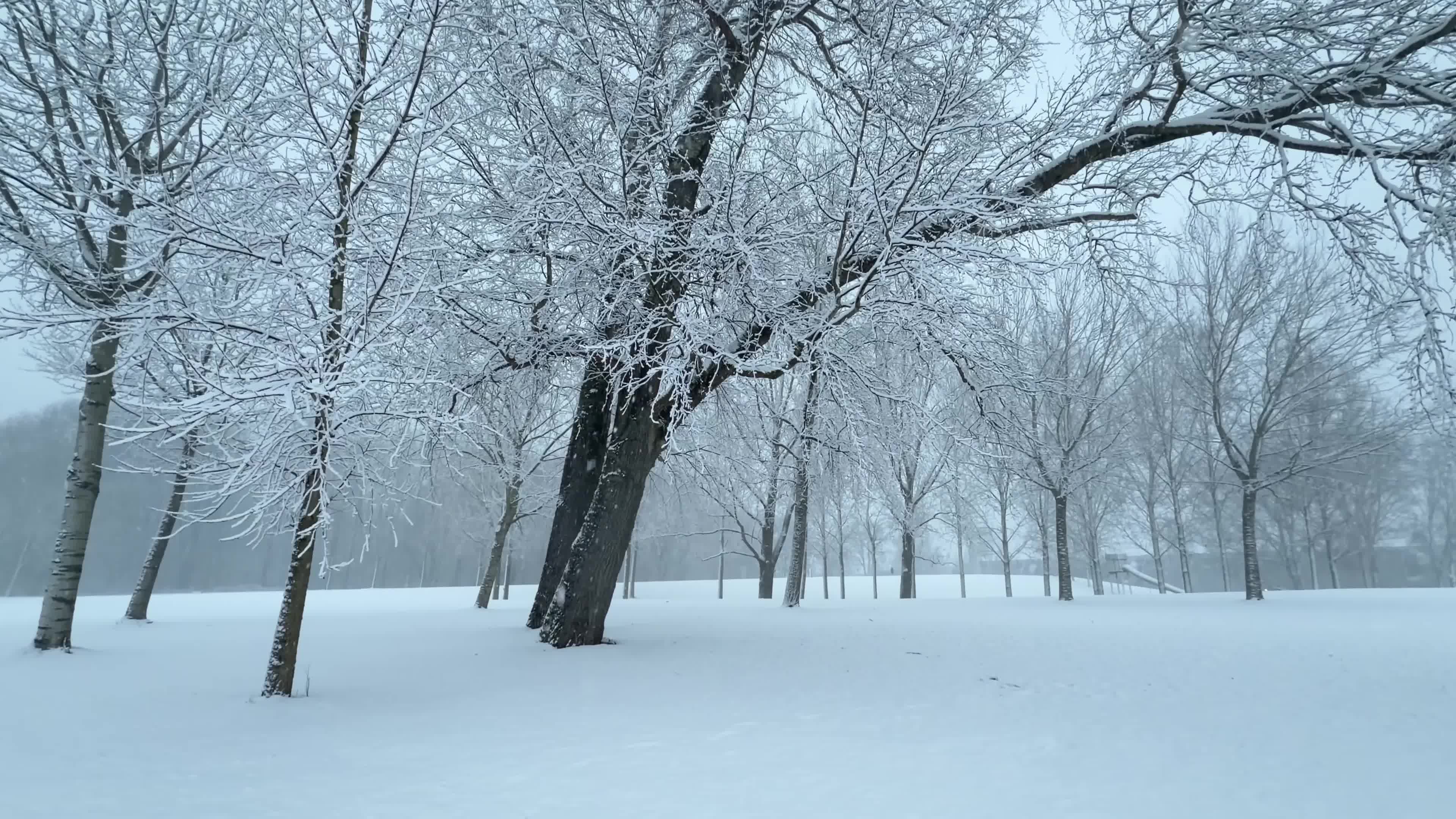 Winter Snowfall Affects the Netherlands