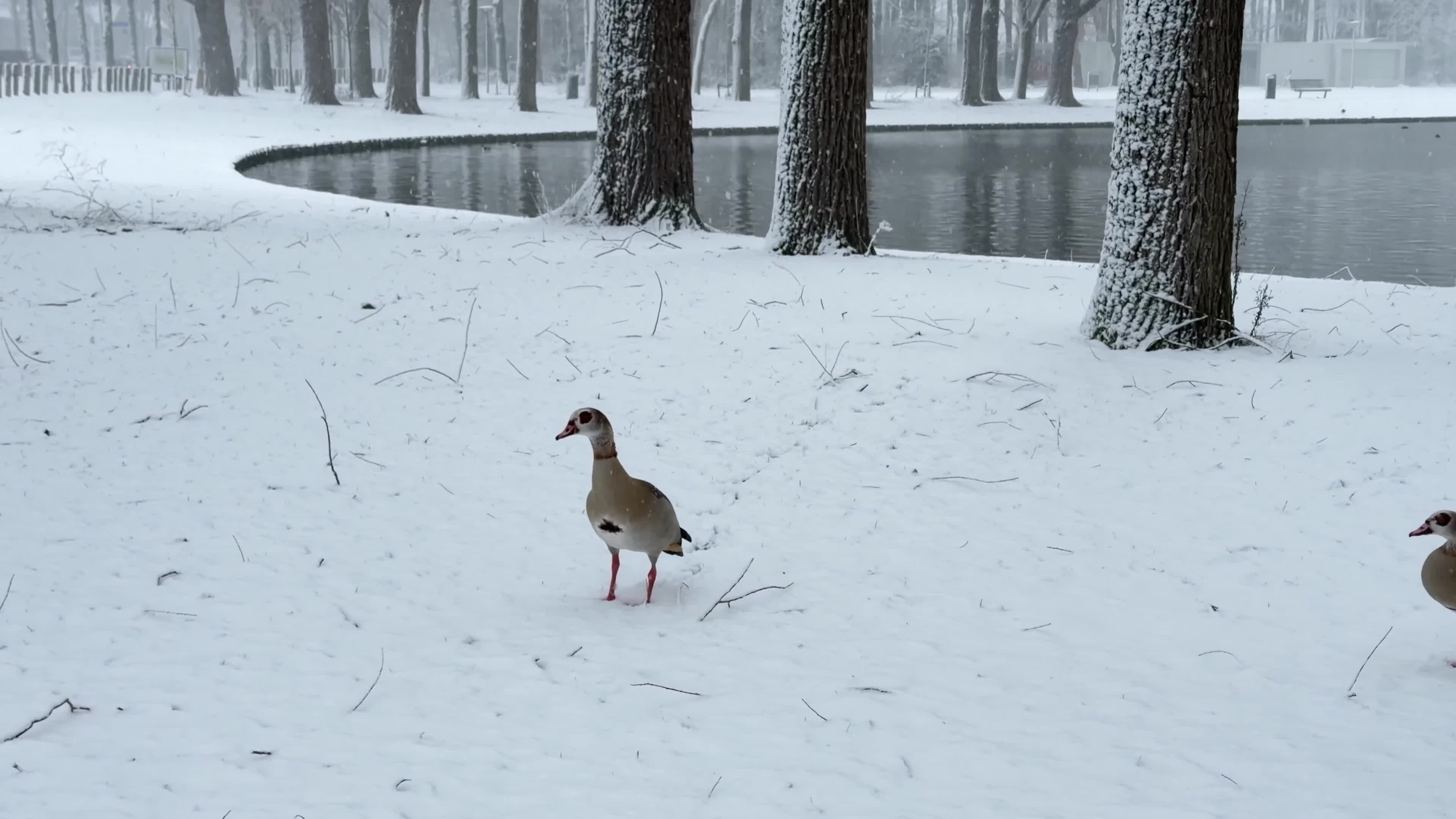 Winter Snowfall Affects the Netherlands