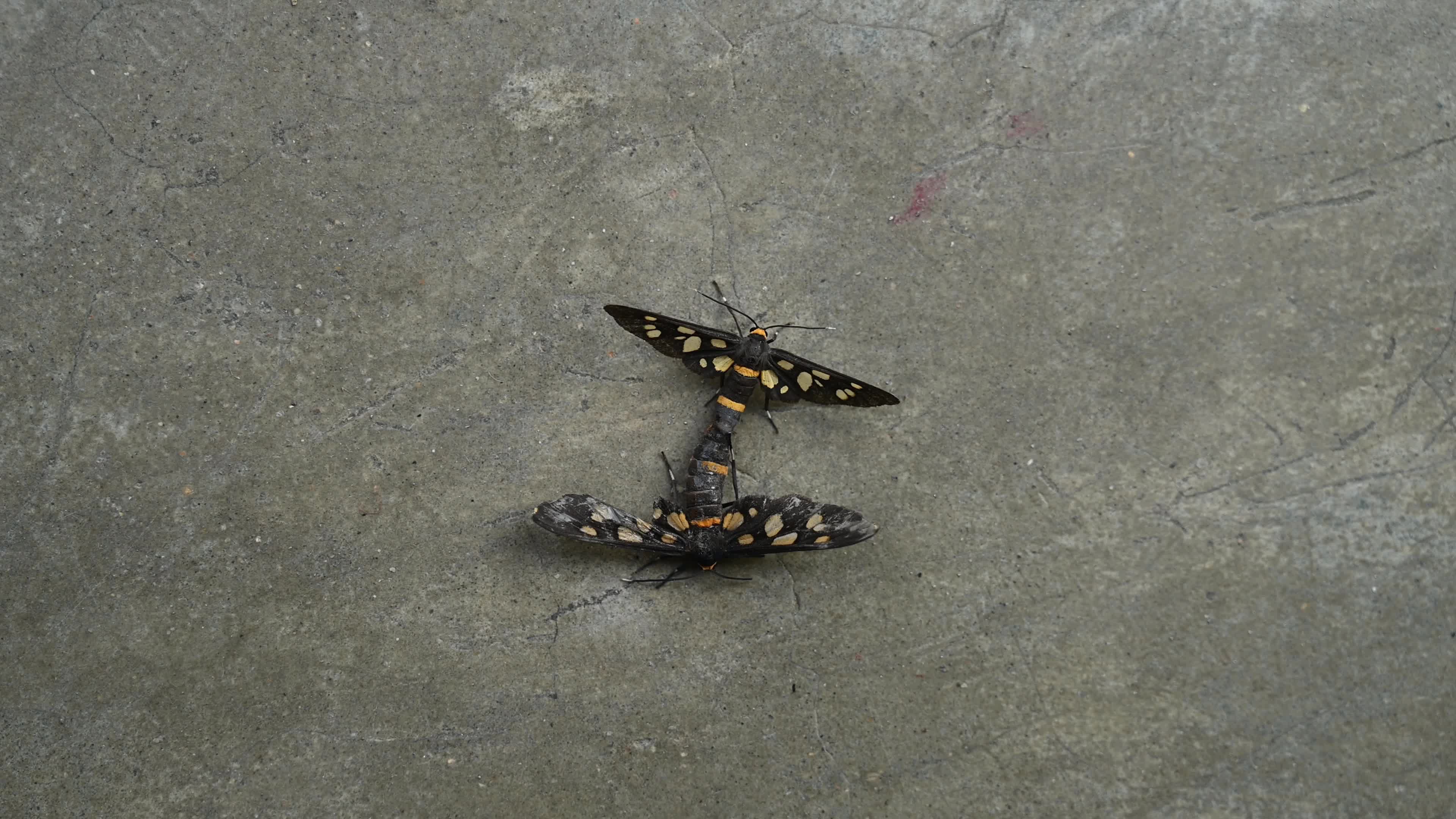 Seven-spotted handmaiden moth (Amata cyssea) mating - Animal India