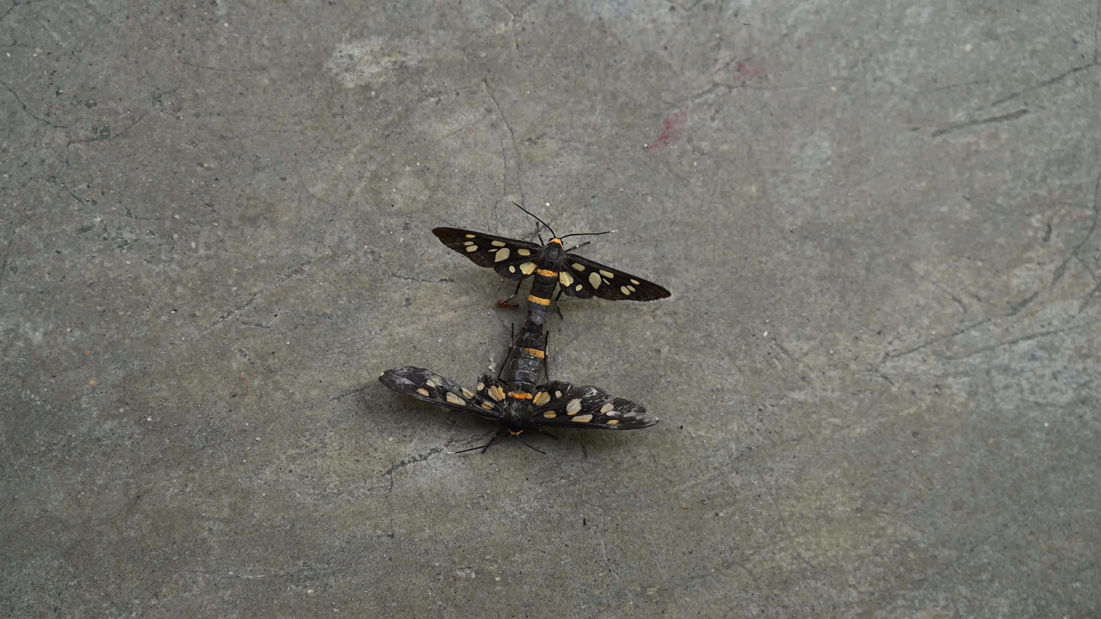 Seven-spotted handmaiden moth (Amata cyssea) mating - Animal India