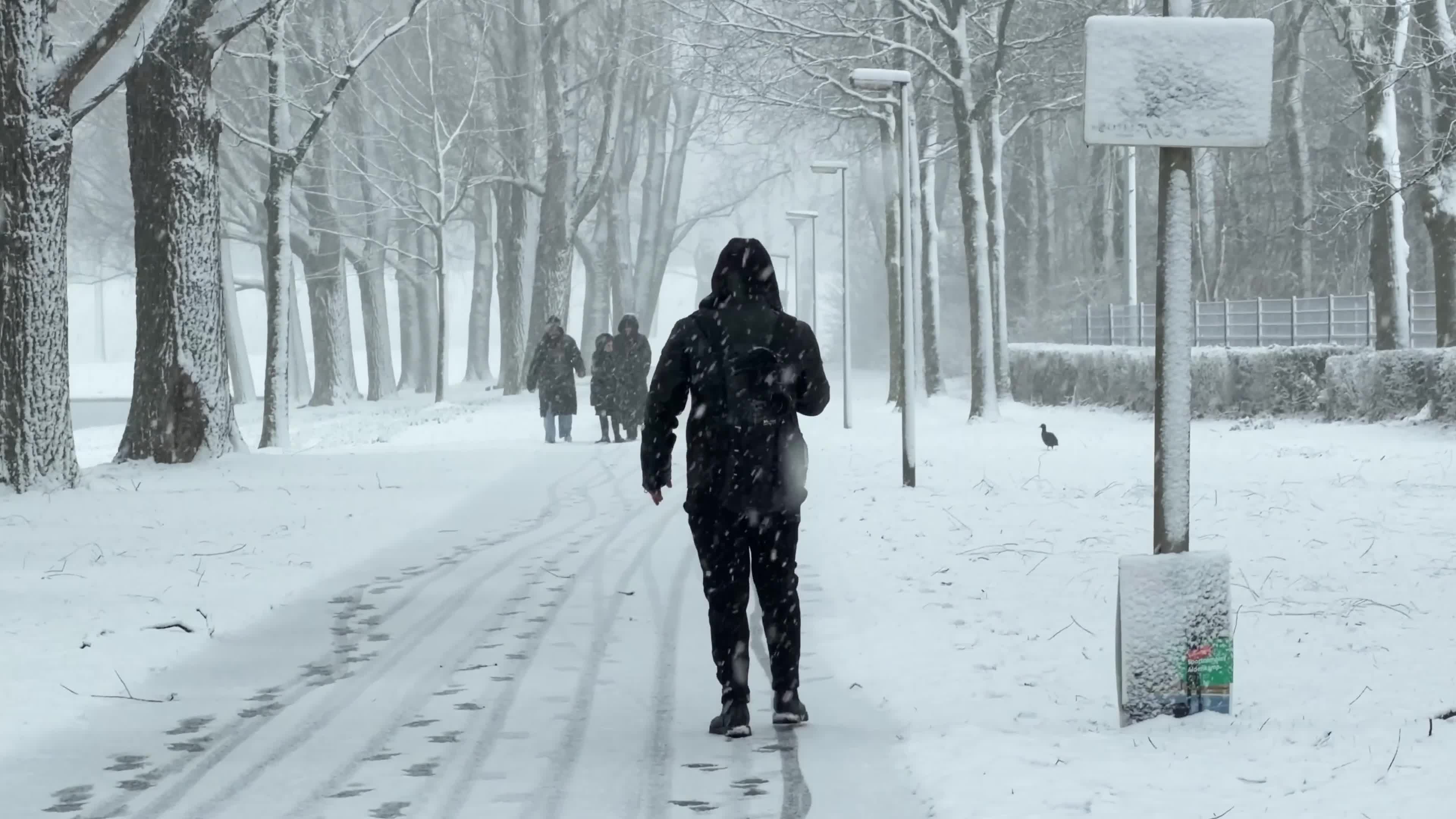 Winter Snowfall Affects the Netherlands