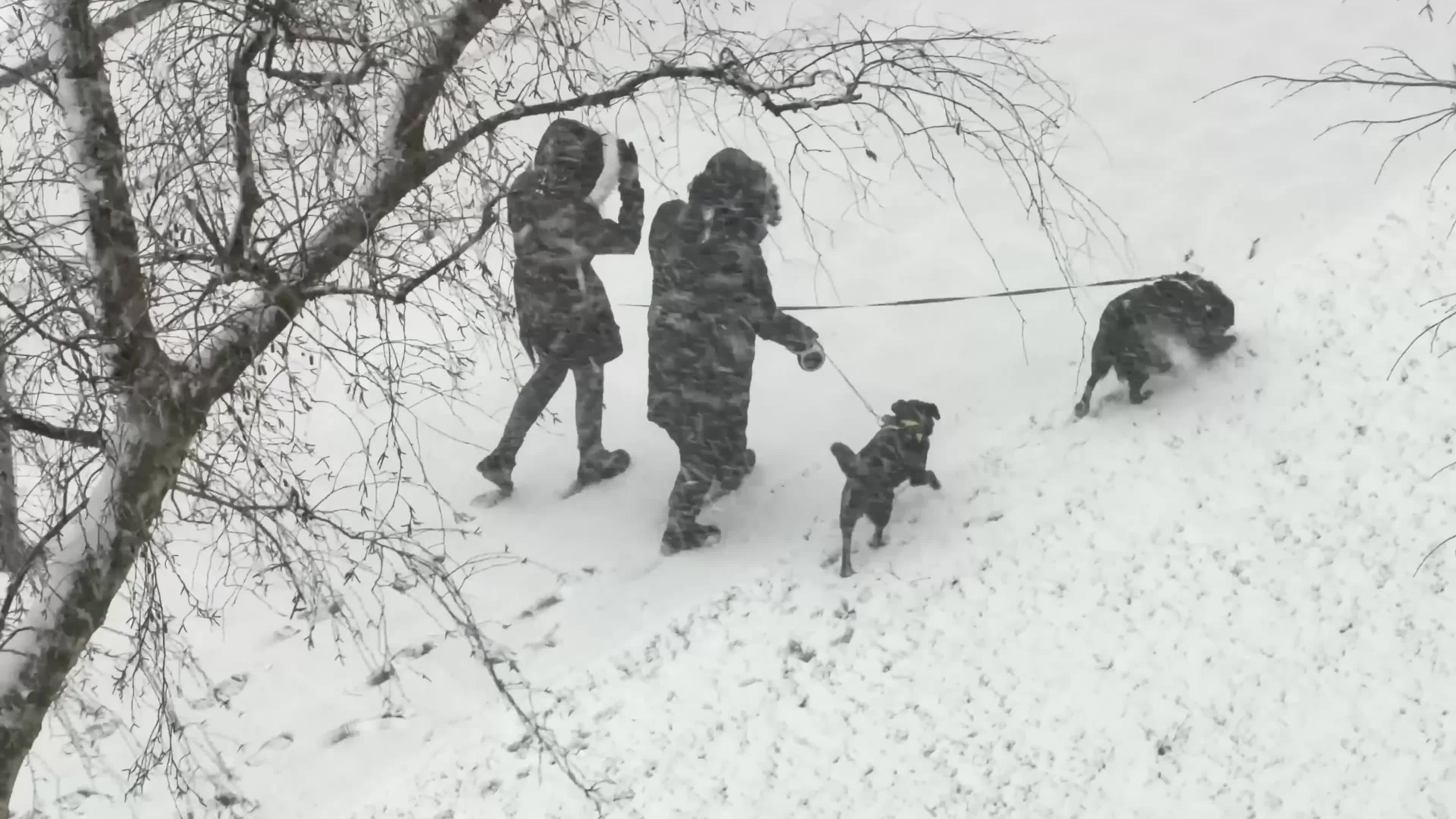 Winter Snowfall Affects the Netherlands