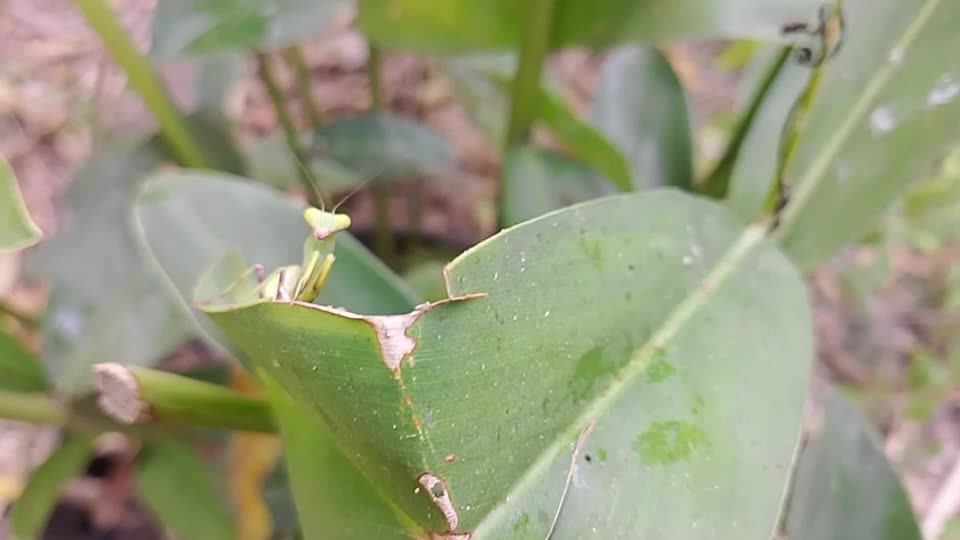 A praying mantis insect is seen on a leaf