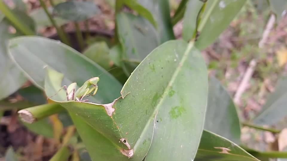 A praying mantis insect is seen on a leaf