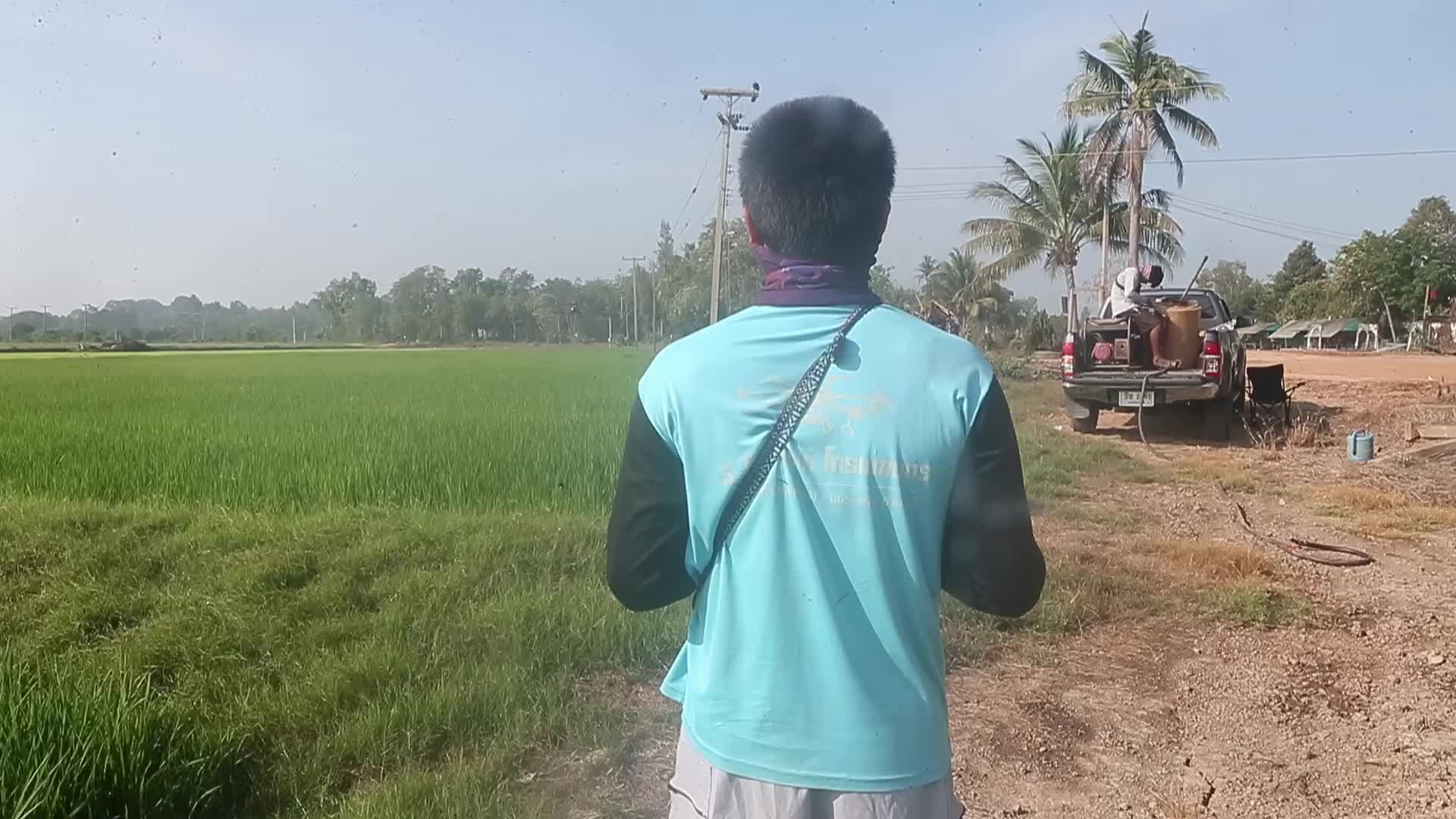A drone sprays fertilizer over a rice field