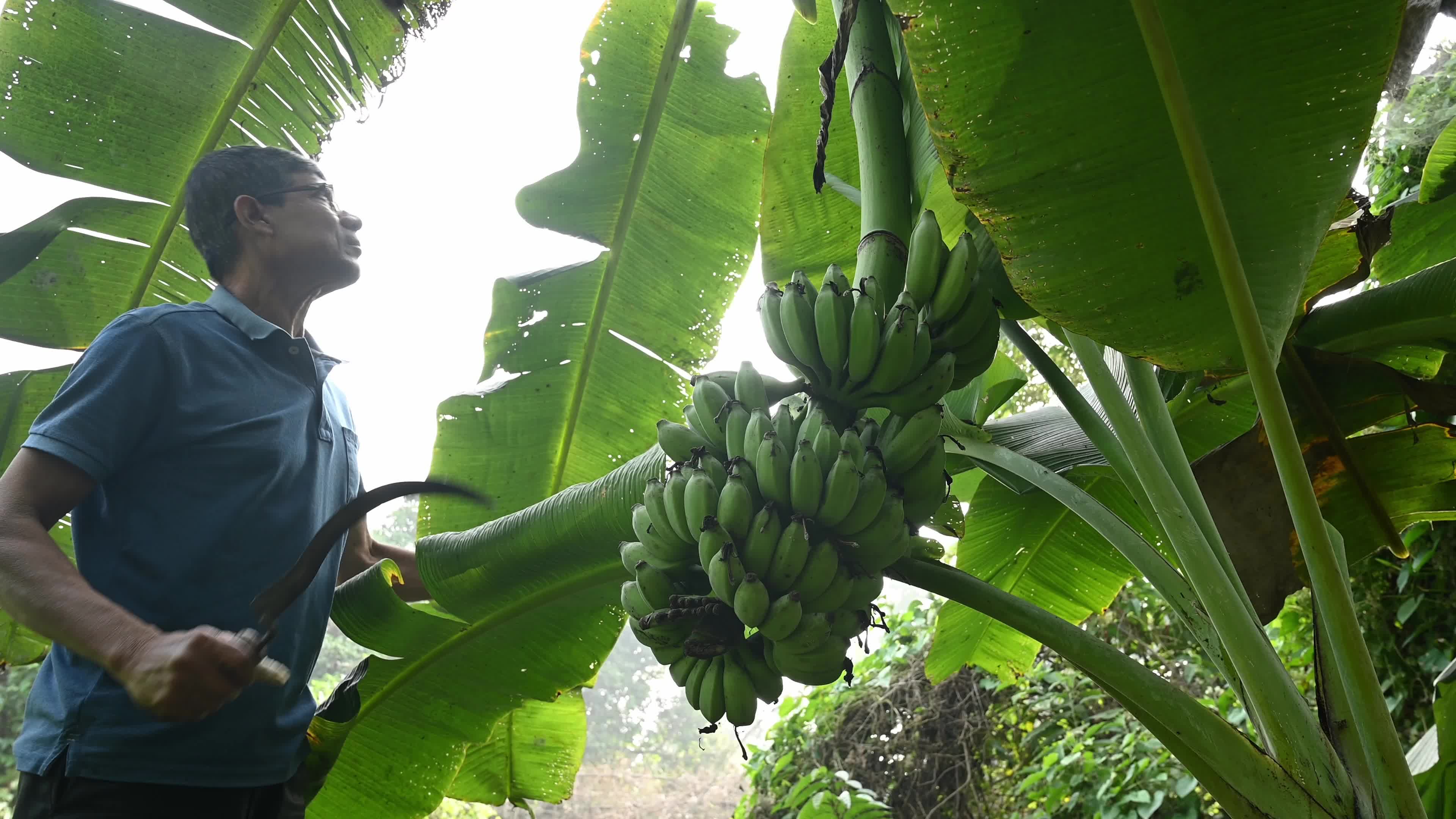 Banana Cultivation In India