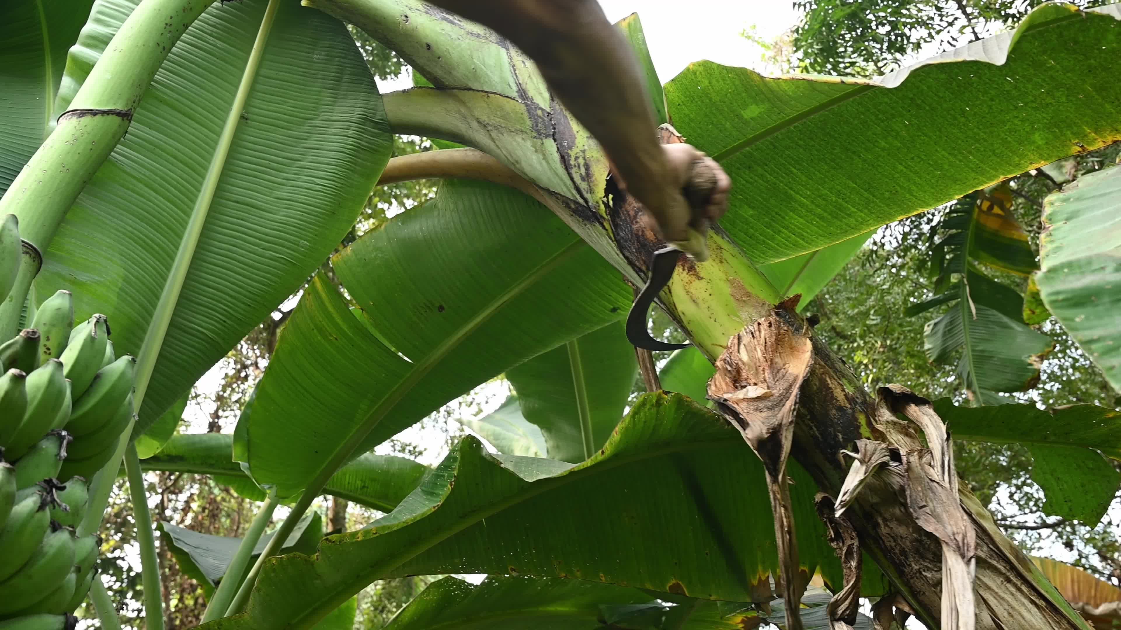 Banana Cultivation In India