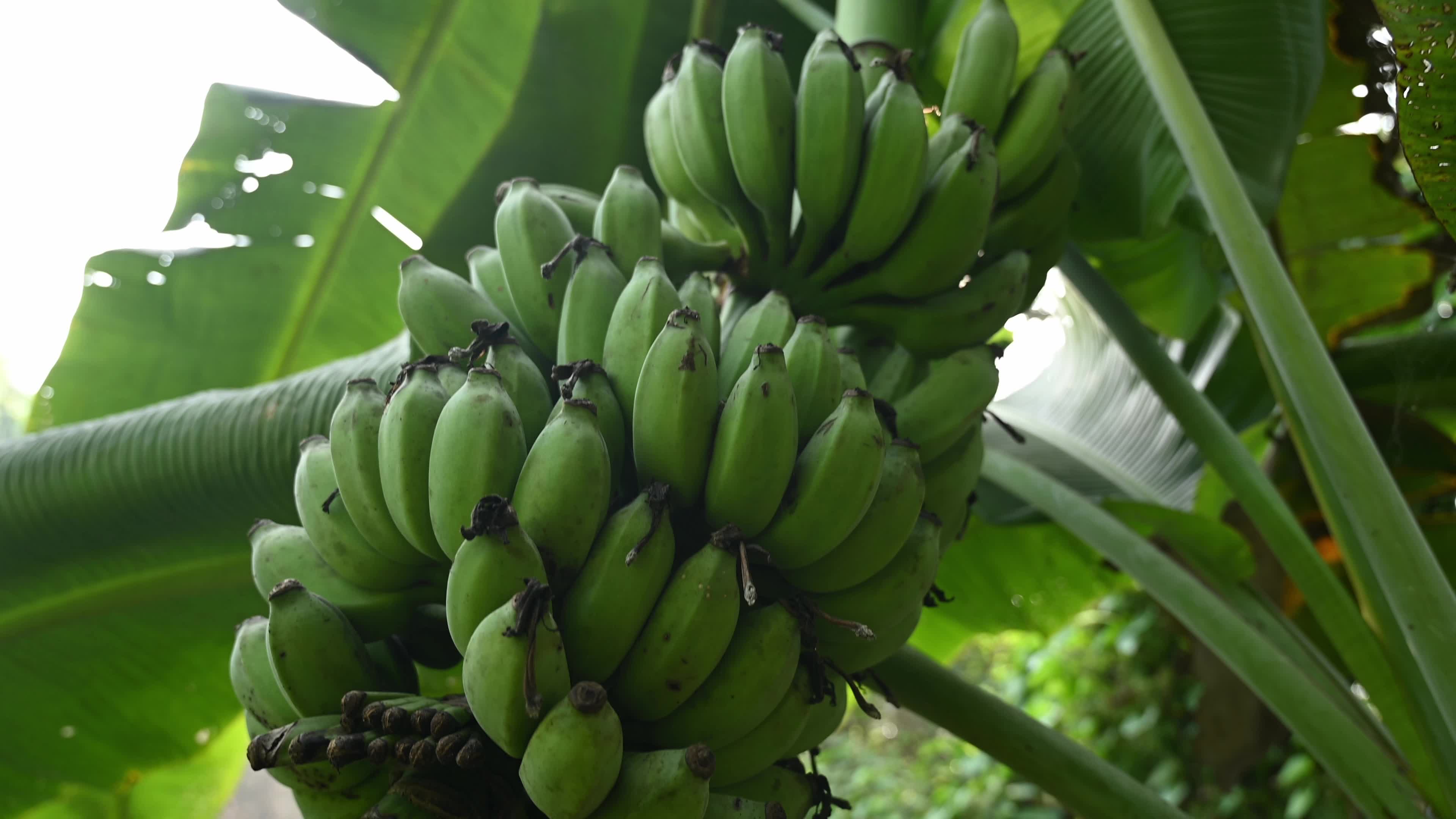 Banana Cultivation In India
