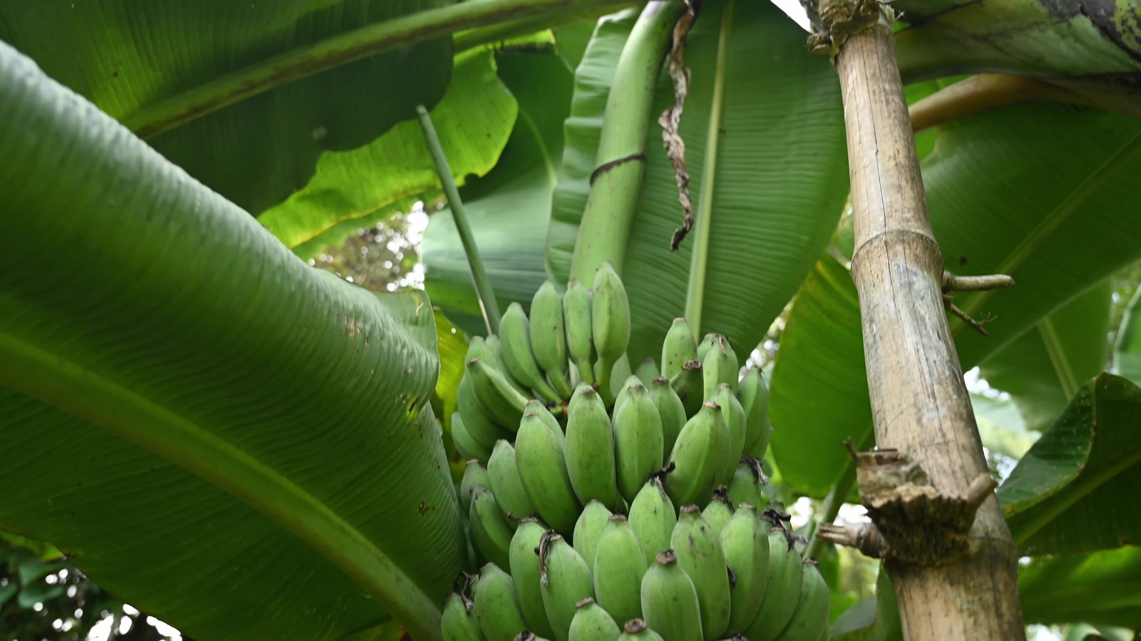 Banana Cultivation In India