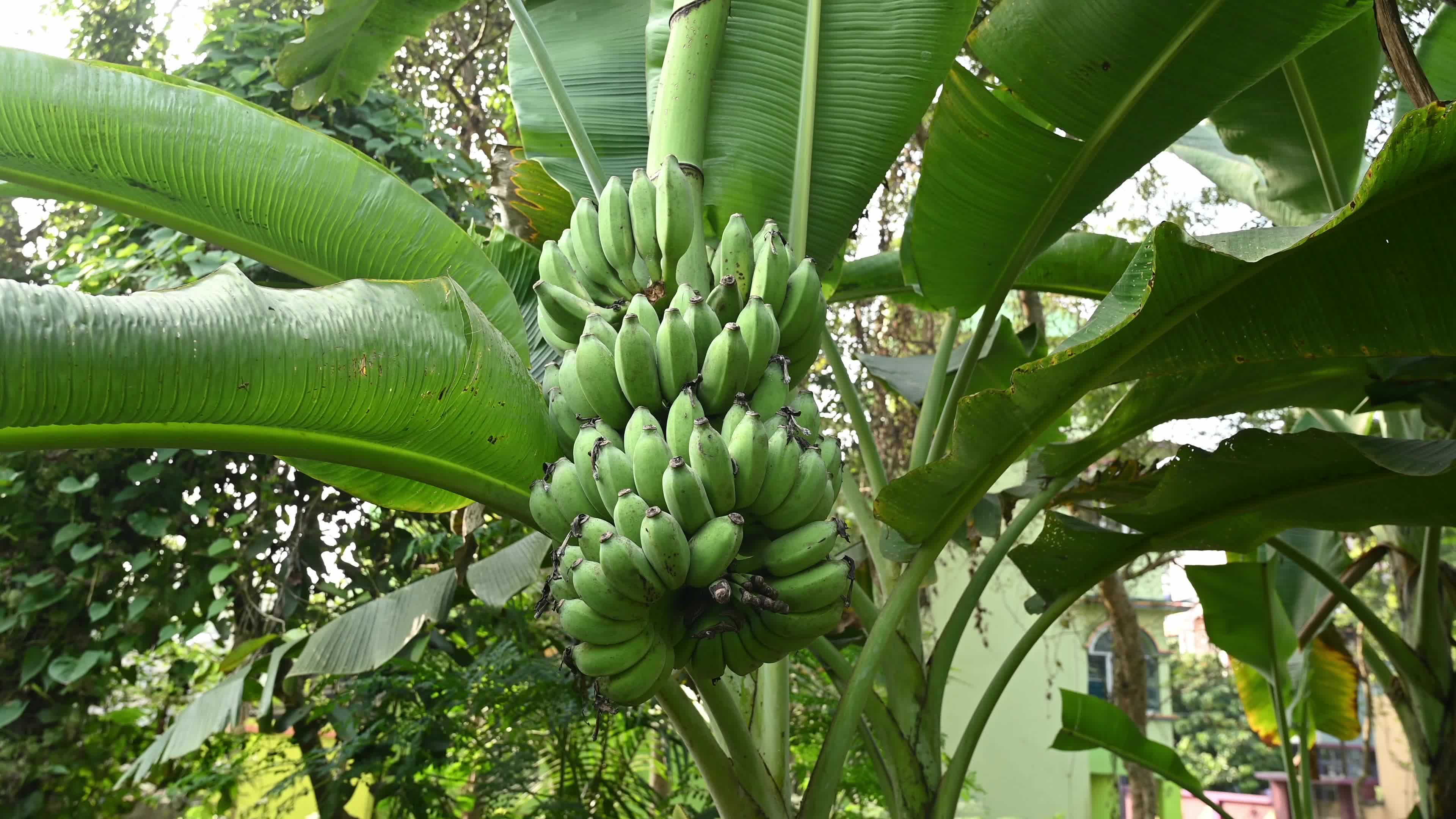 Banana Cultivation In India