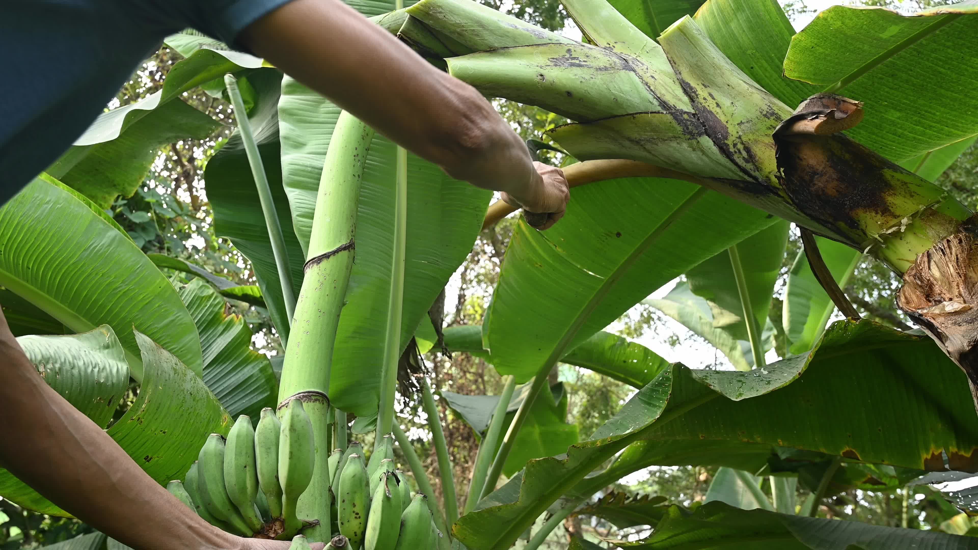 Banana Cultivation In India