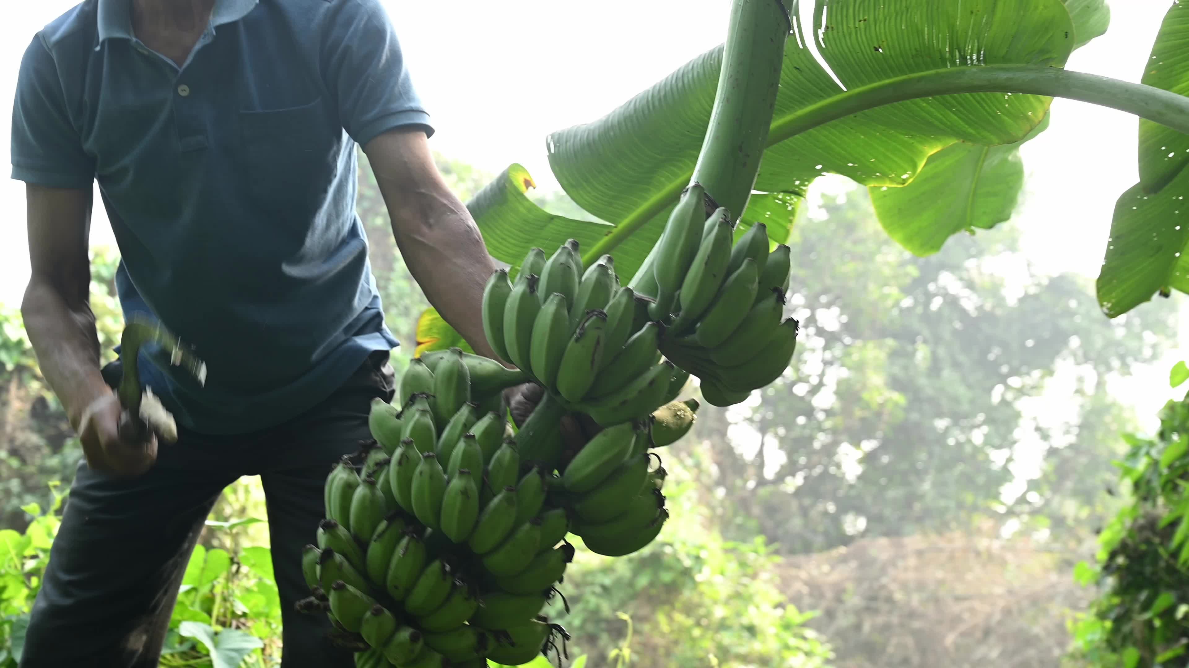 Banana Cultivation In India