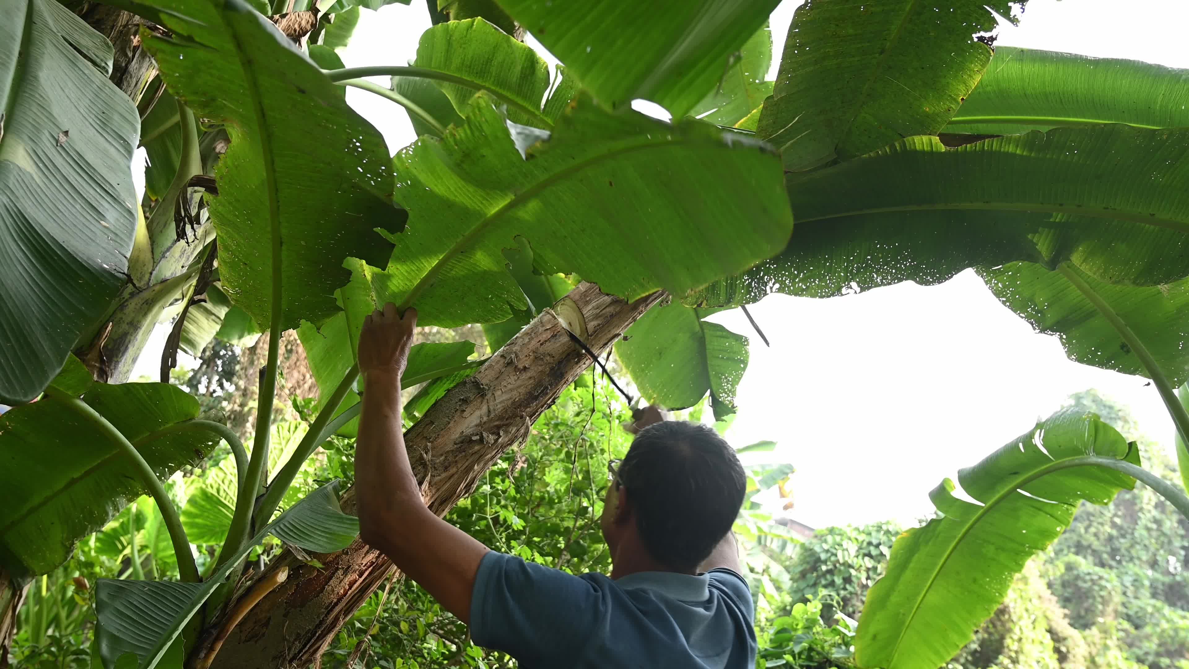 Banana Cultivation In India