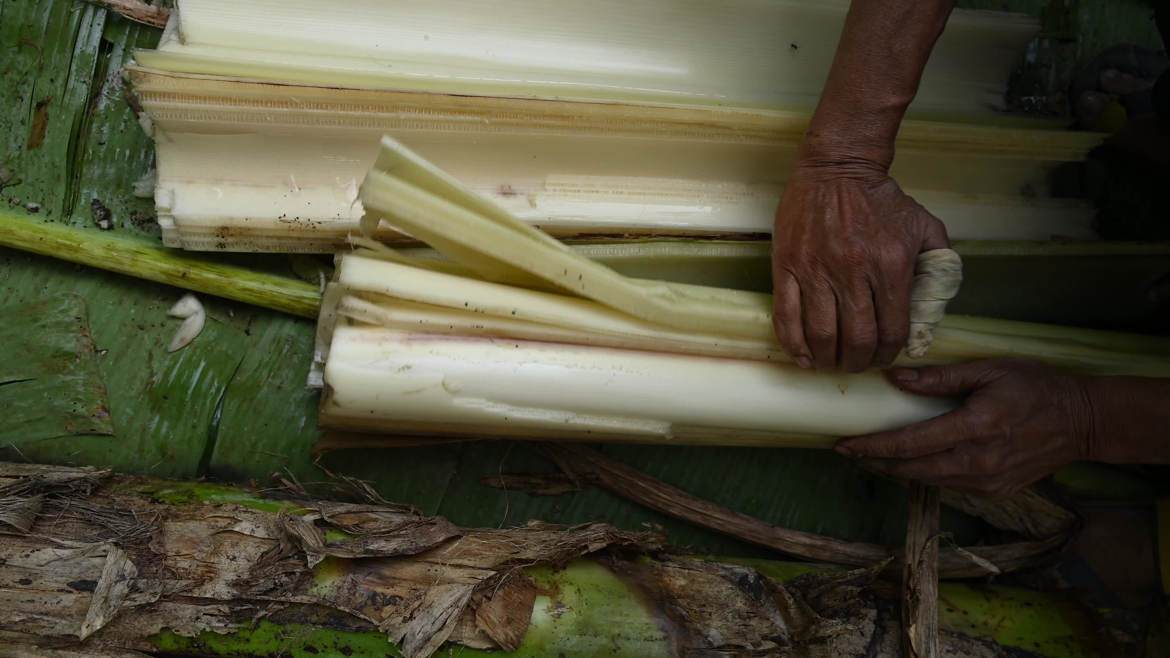Banana Cultivation In India