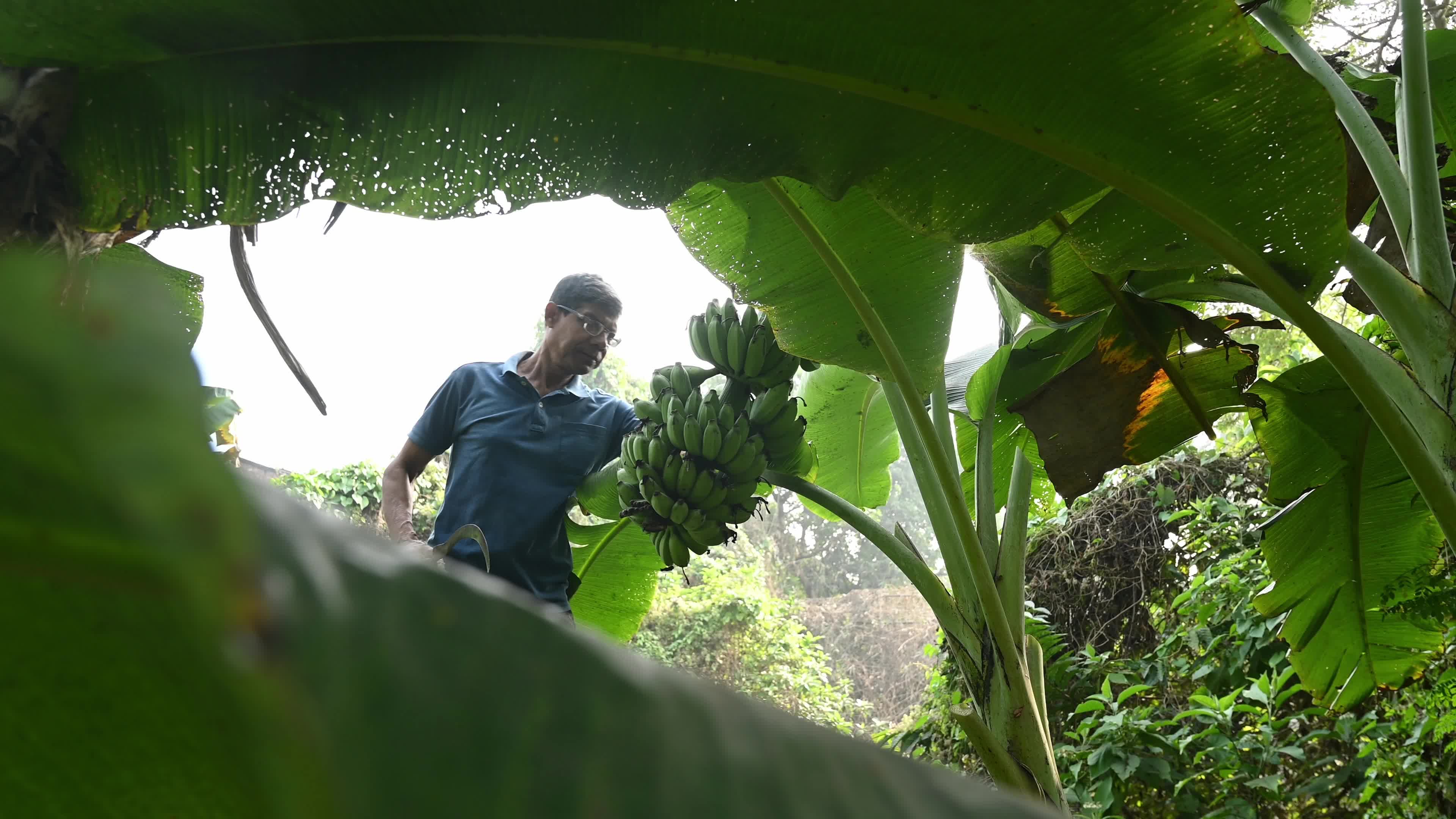 Banana Cultivation In India