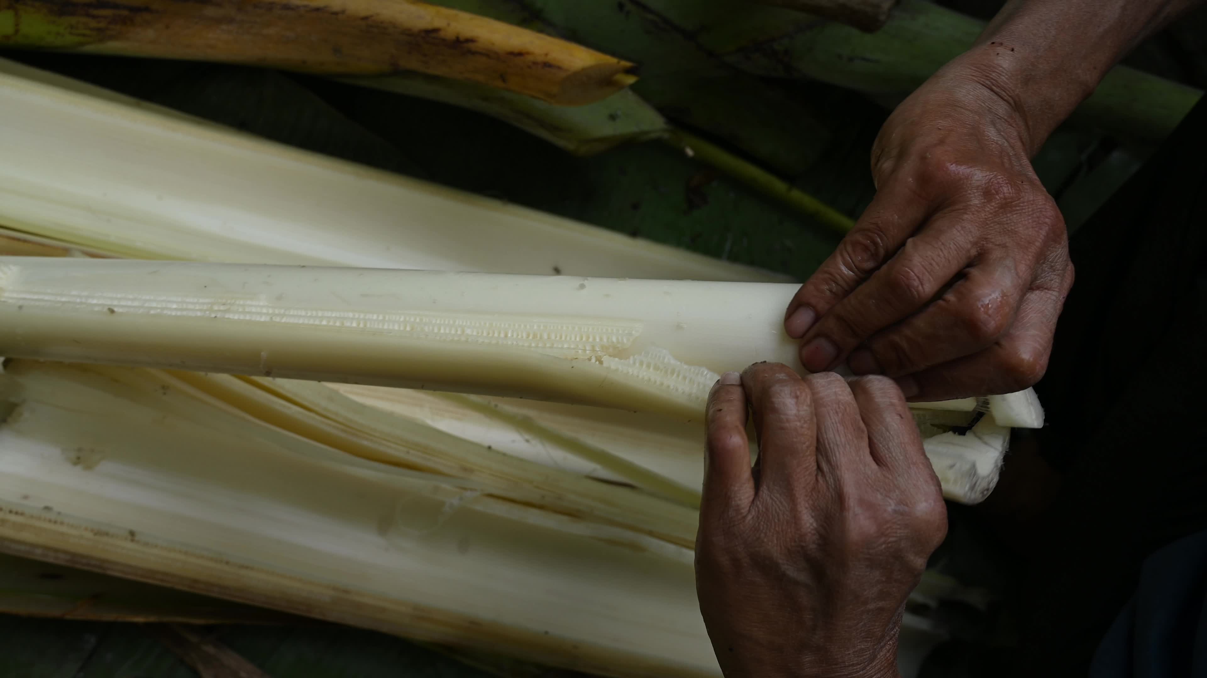 Banana Cultivation In India
