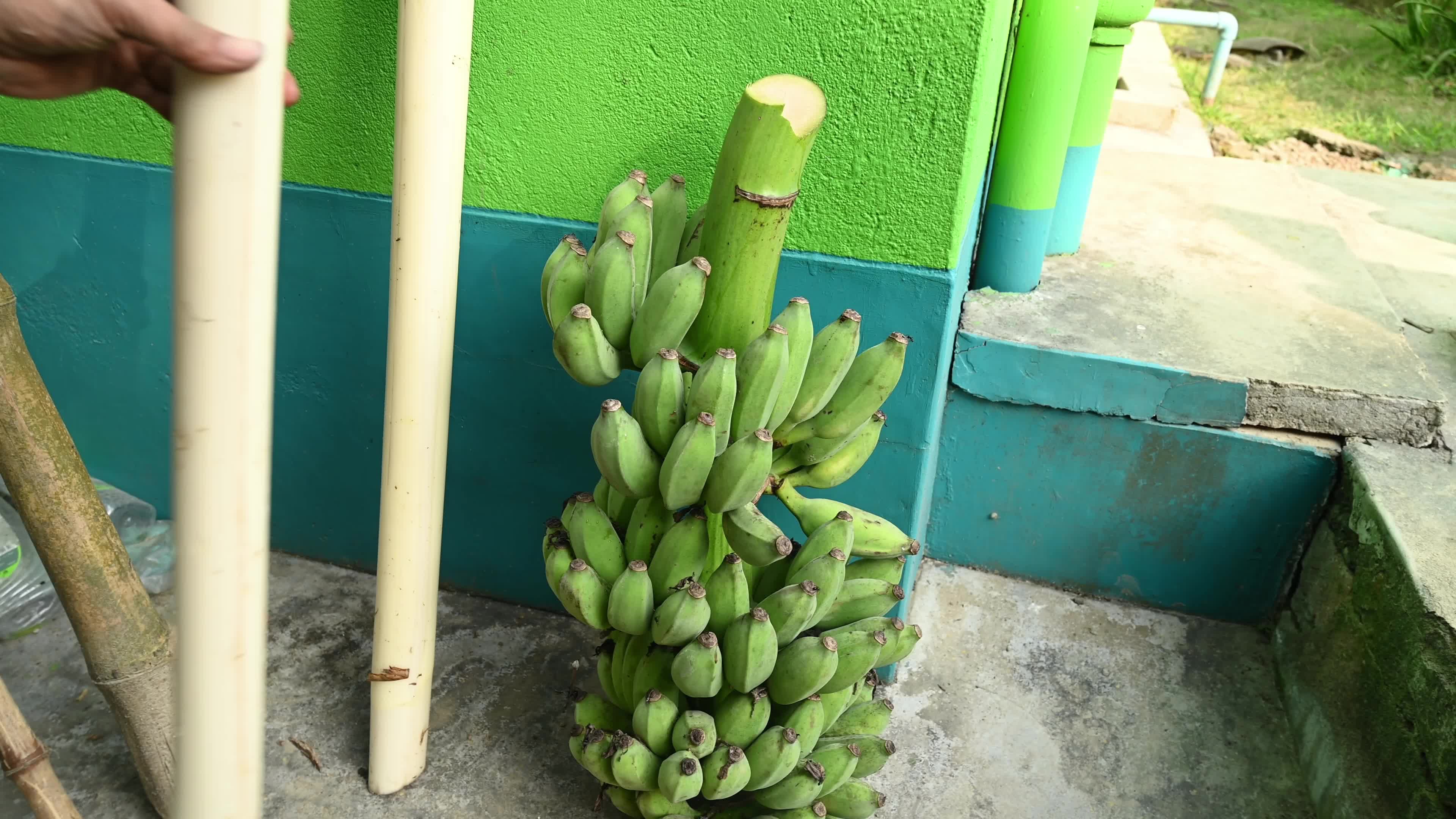Banana Cultivation In India
