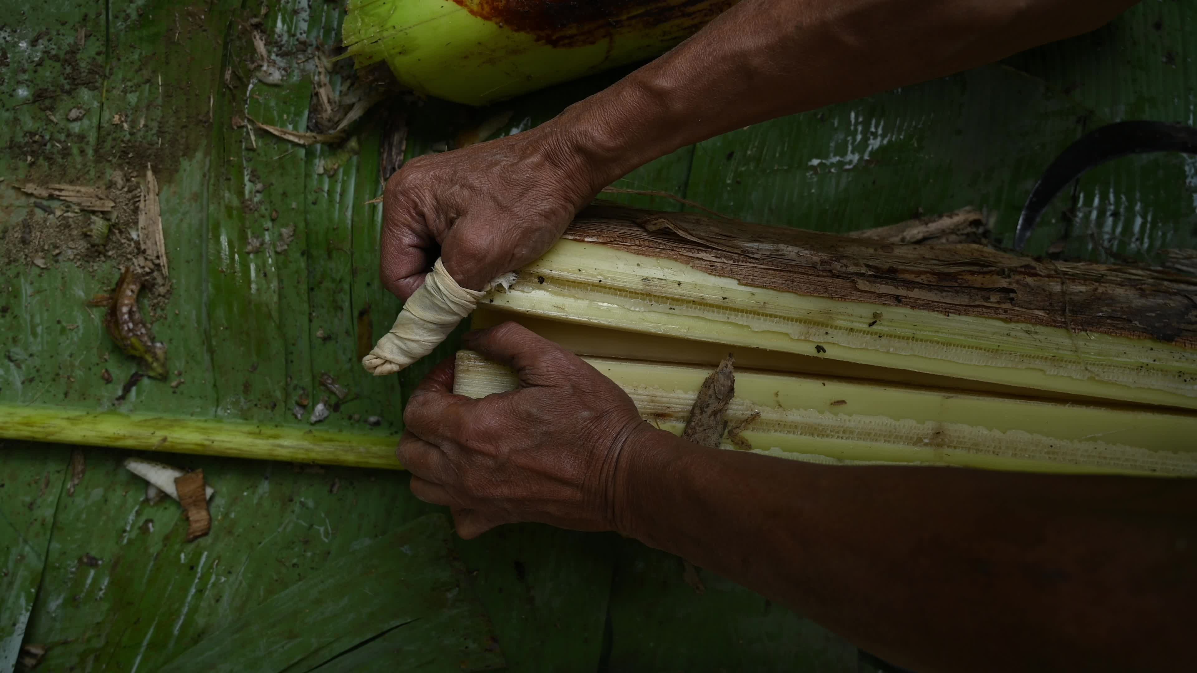 Banana Cultivation In India