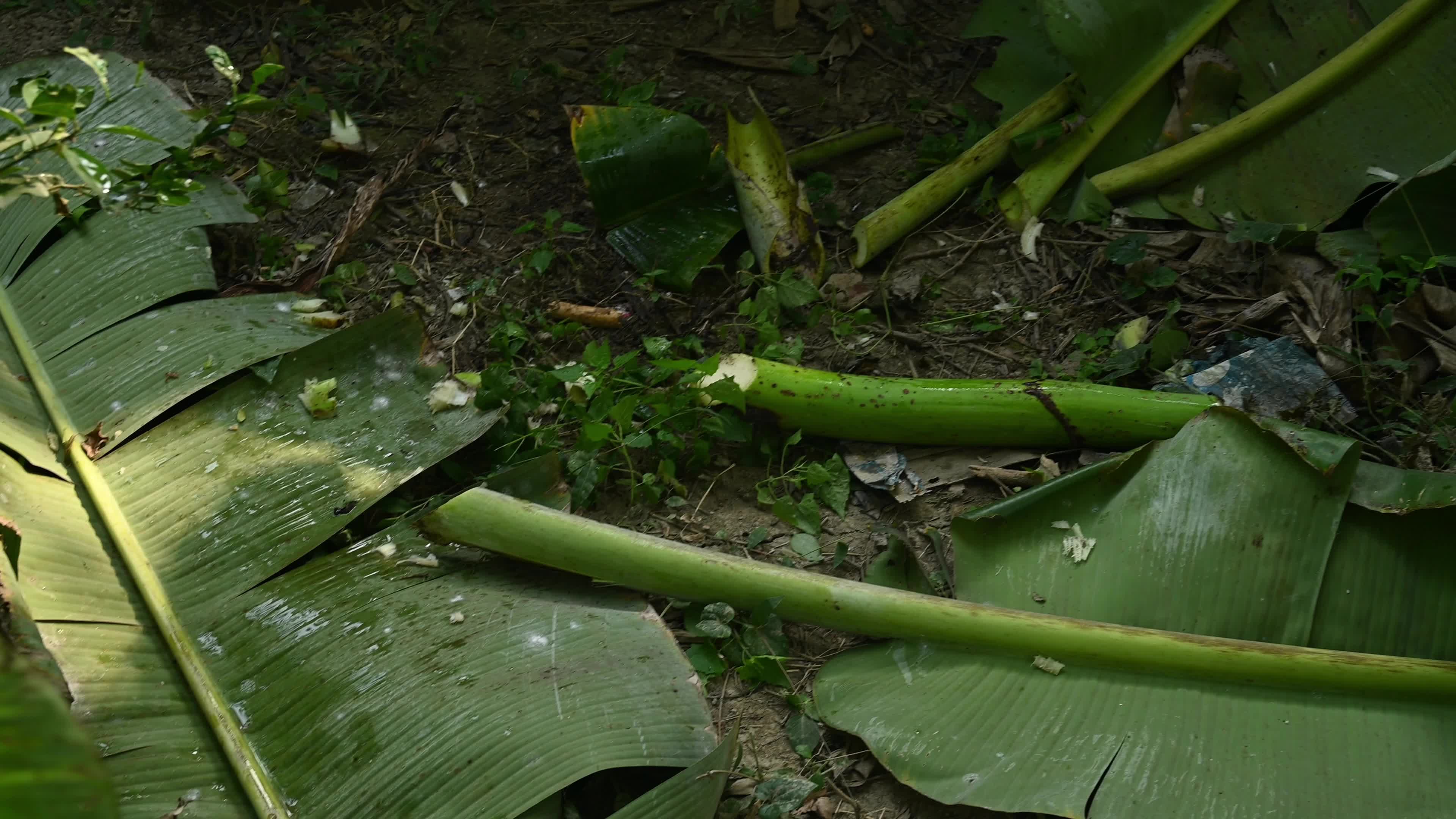 Banana Cultivation In India