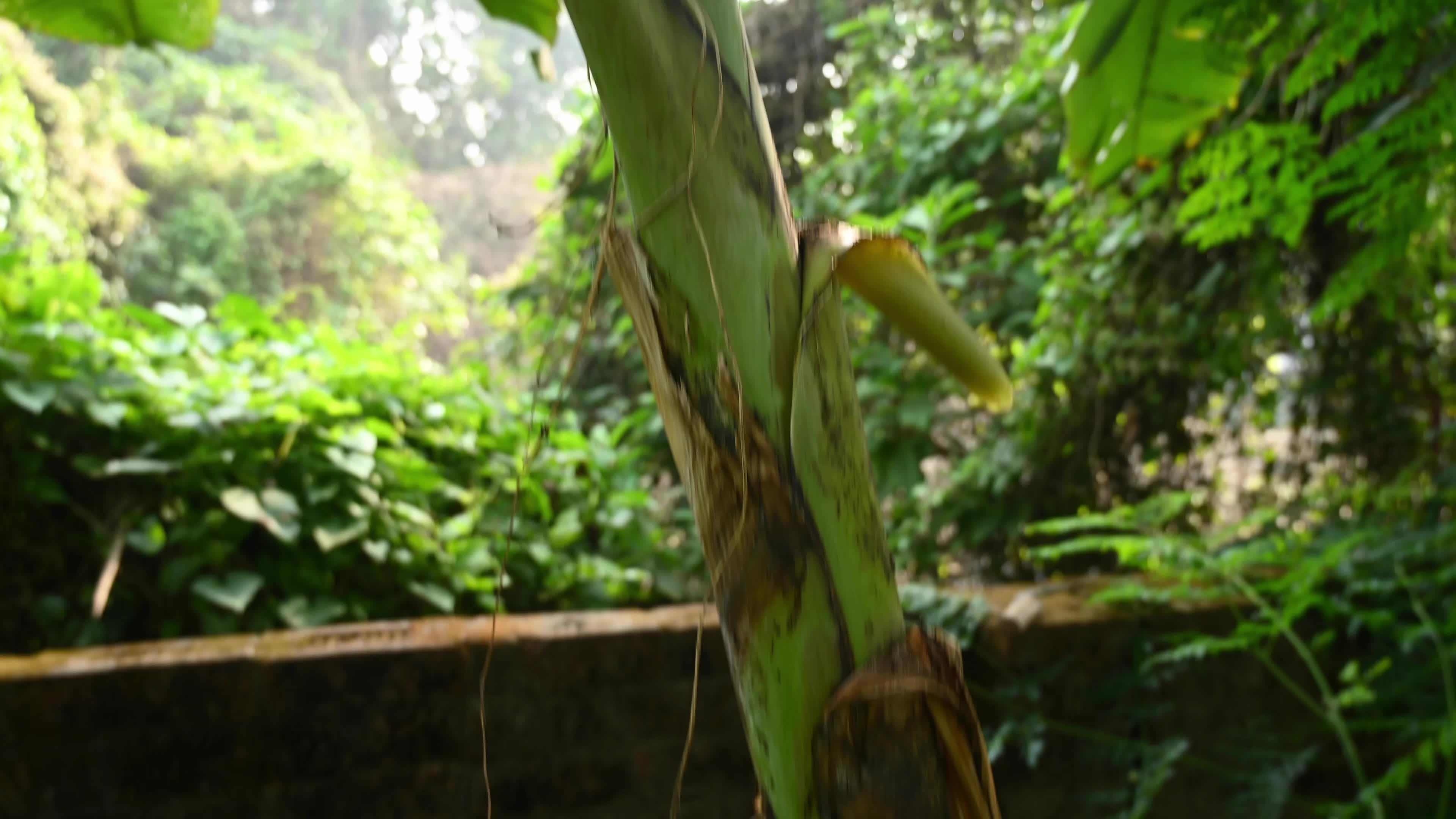 Banana Cultivation In India