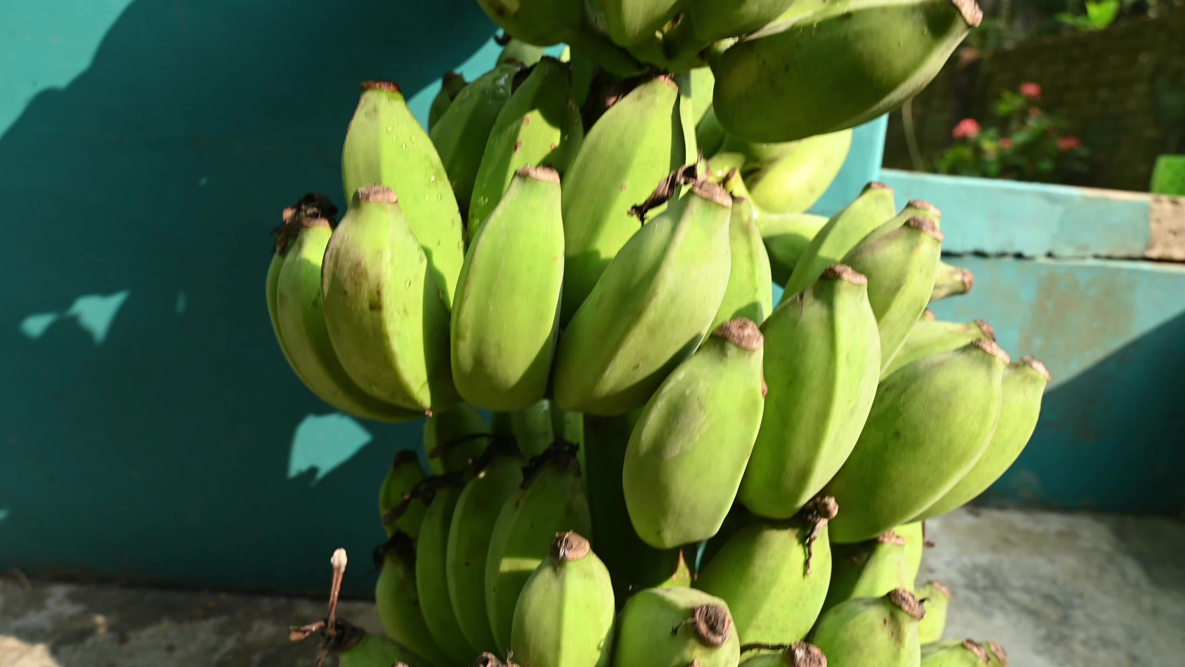 Banana Cultivation In India