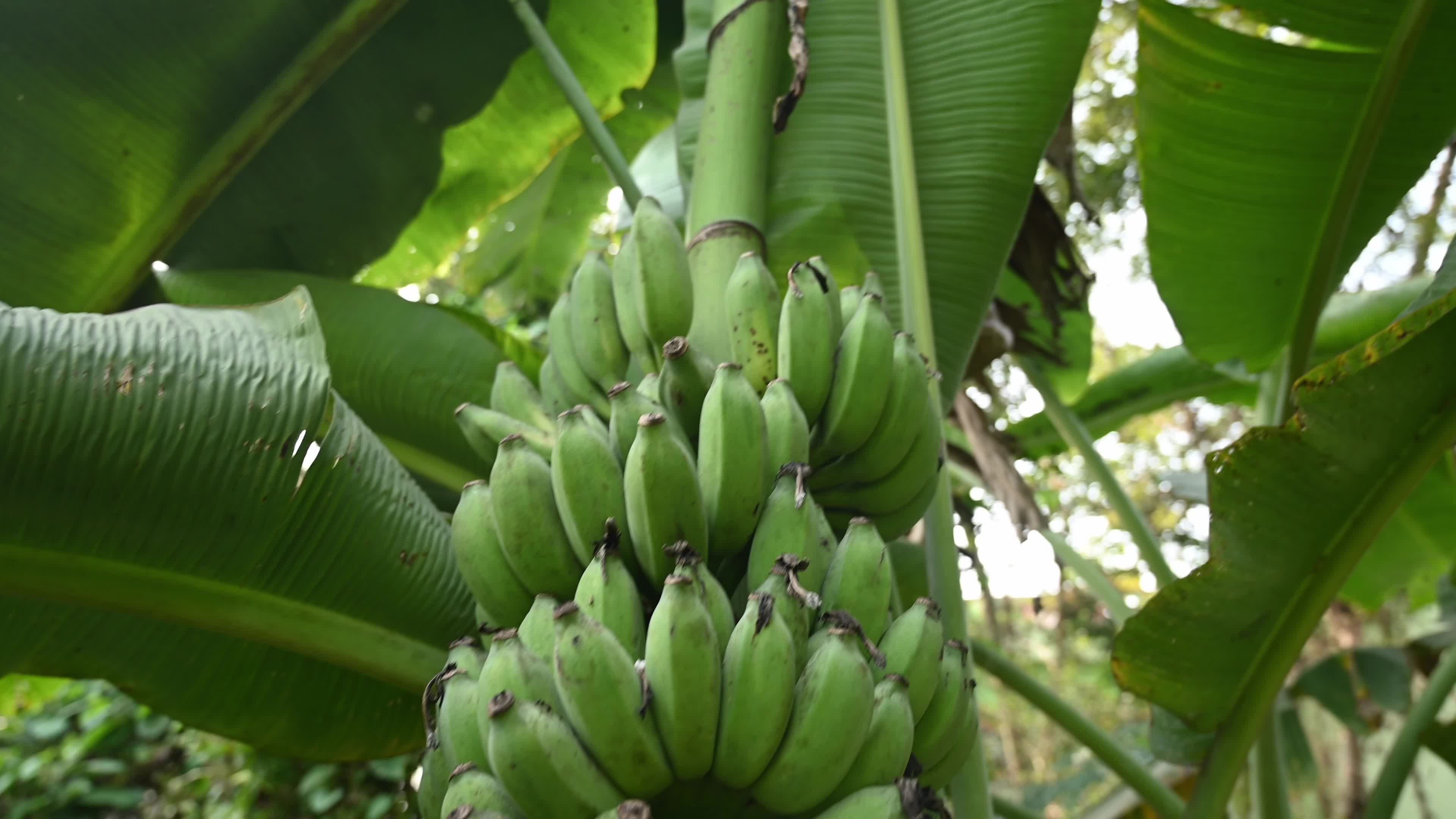 Banana Cultivation In India