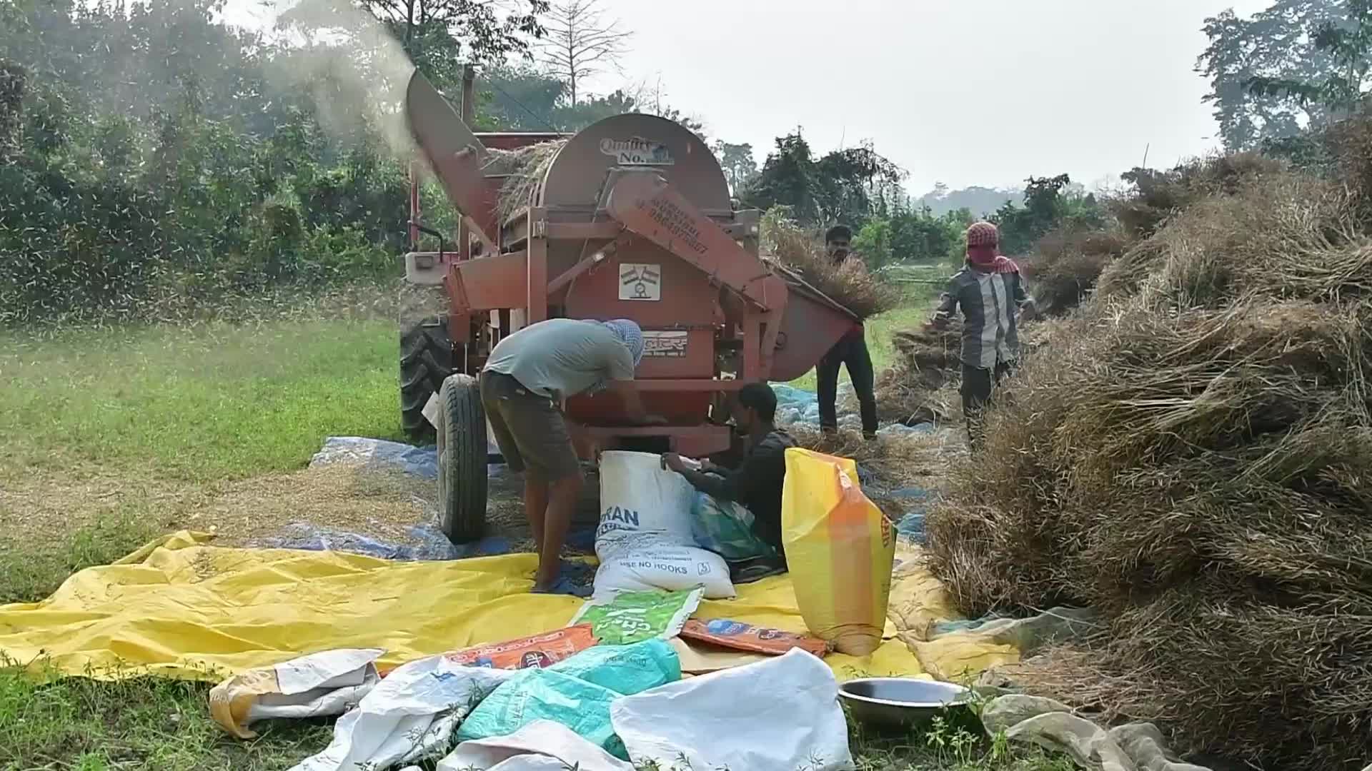 Mustard harvest in India