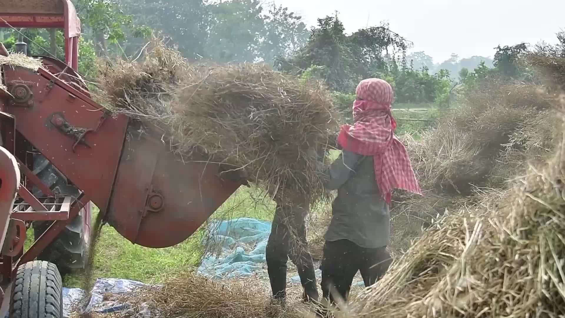 Mustard harvest in India