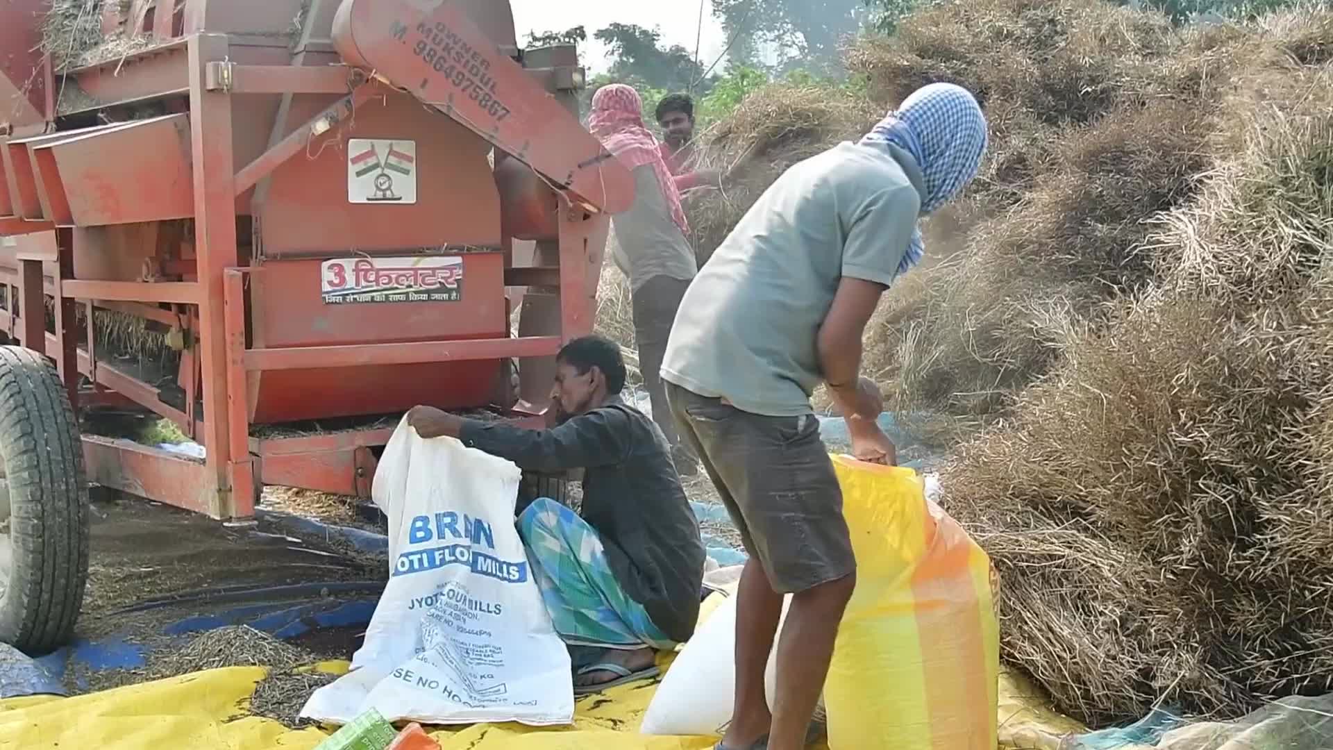 Mustard harvest in India